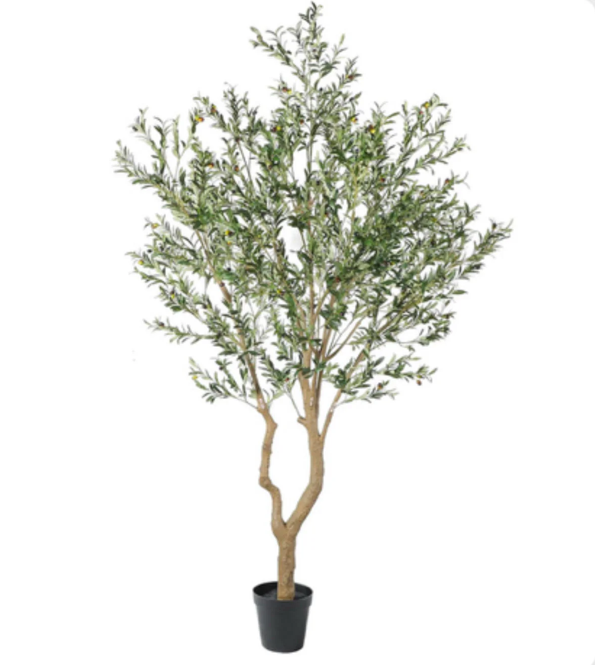 8’ Olive Tree      FP1420