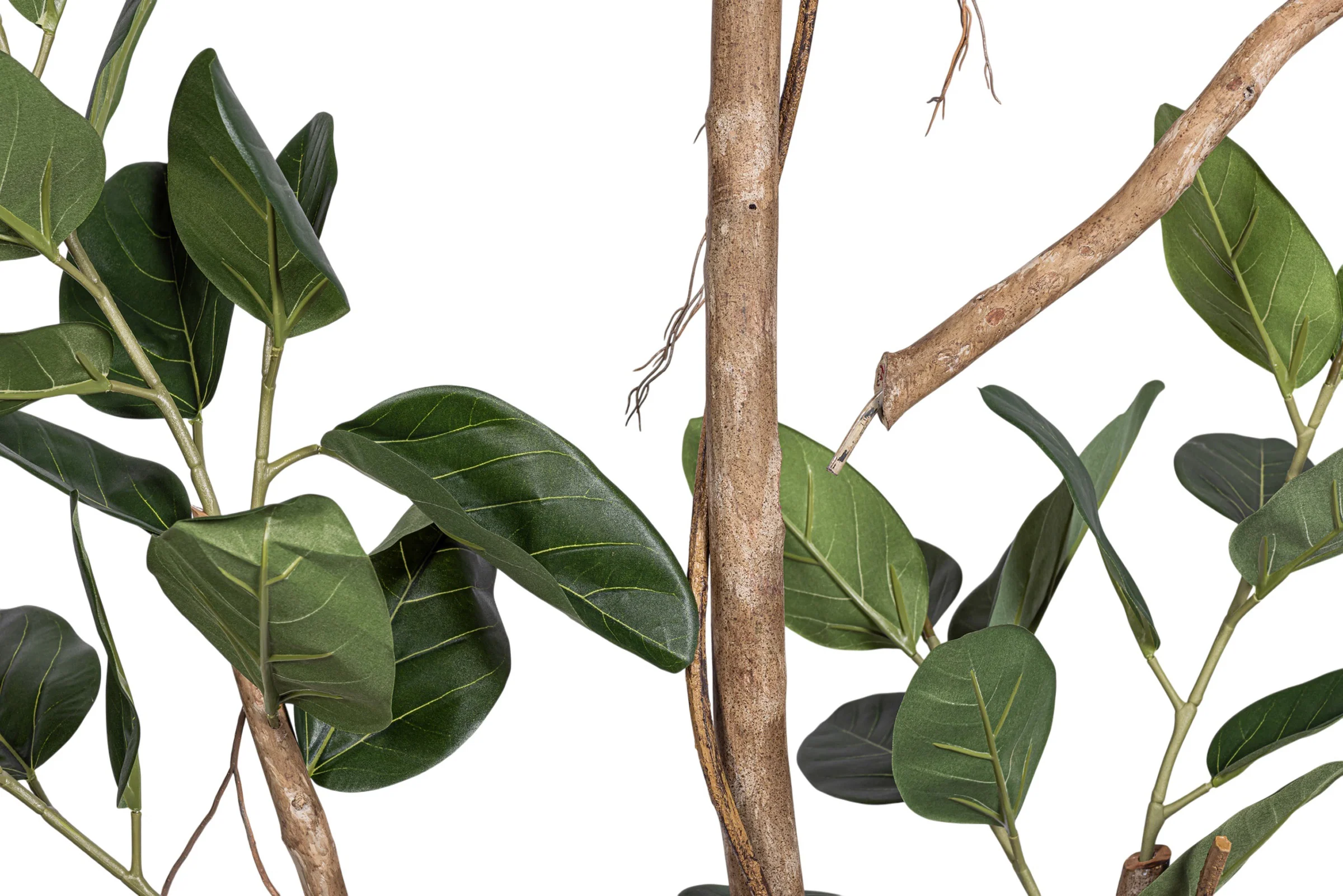 9' Audrey Ficus Tree       FP1433 - Image 4