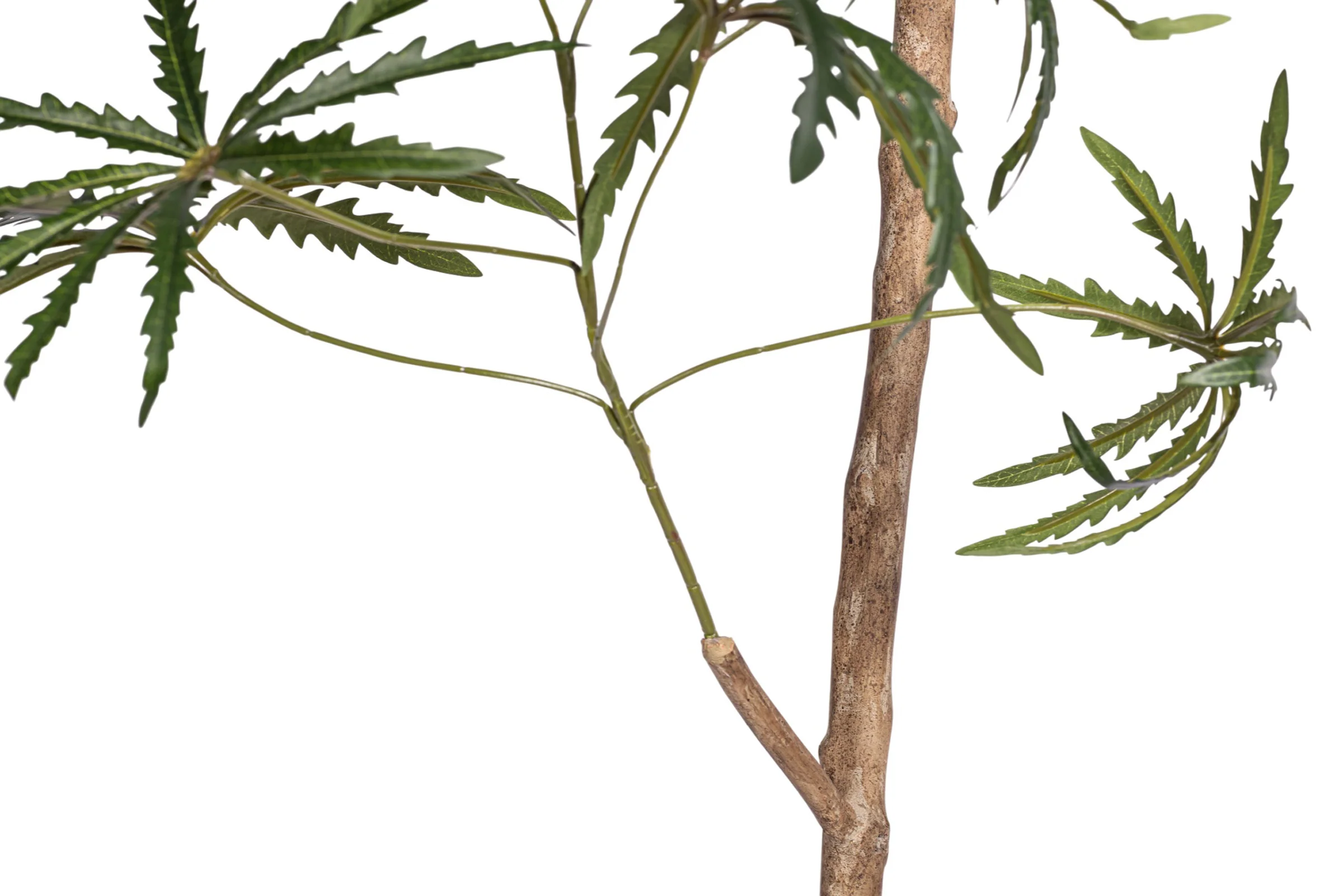 10' False Aralia Tree     FP1434 - Image 4