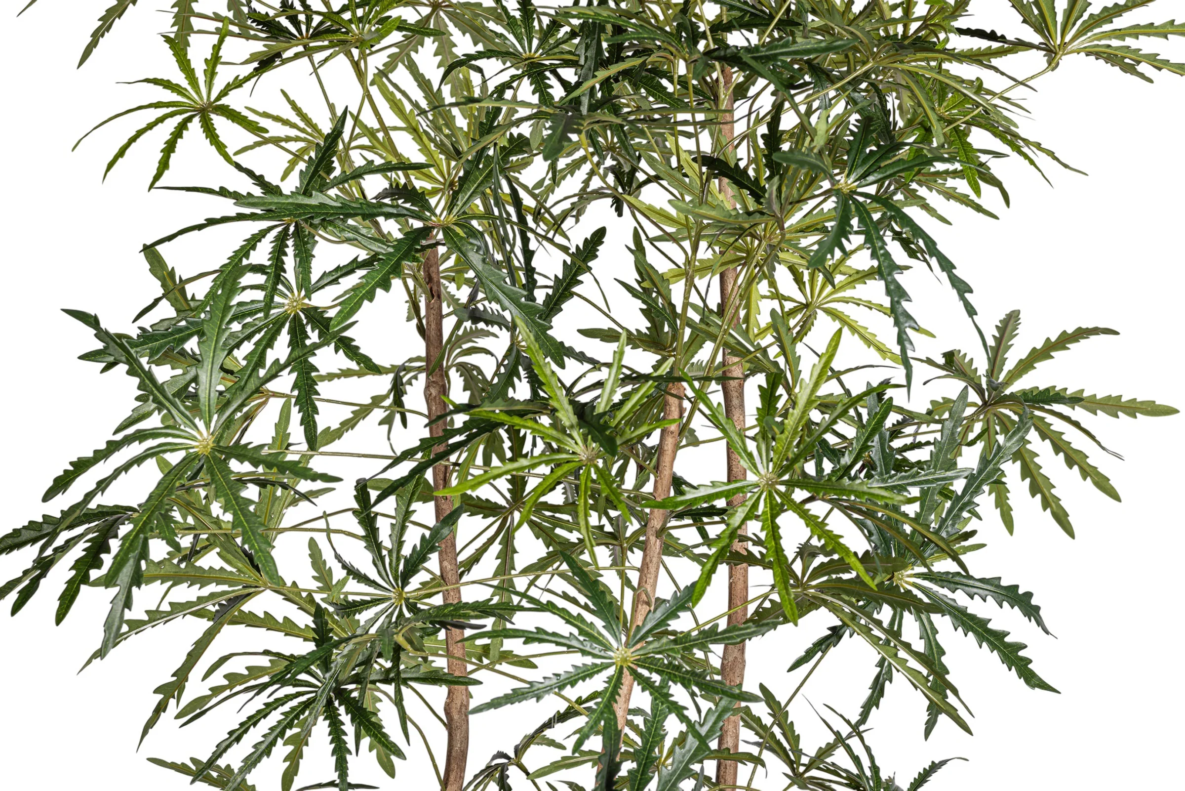 10' False Aralia Tree     FP1435 - Image 3