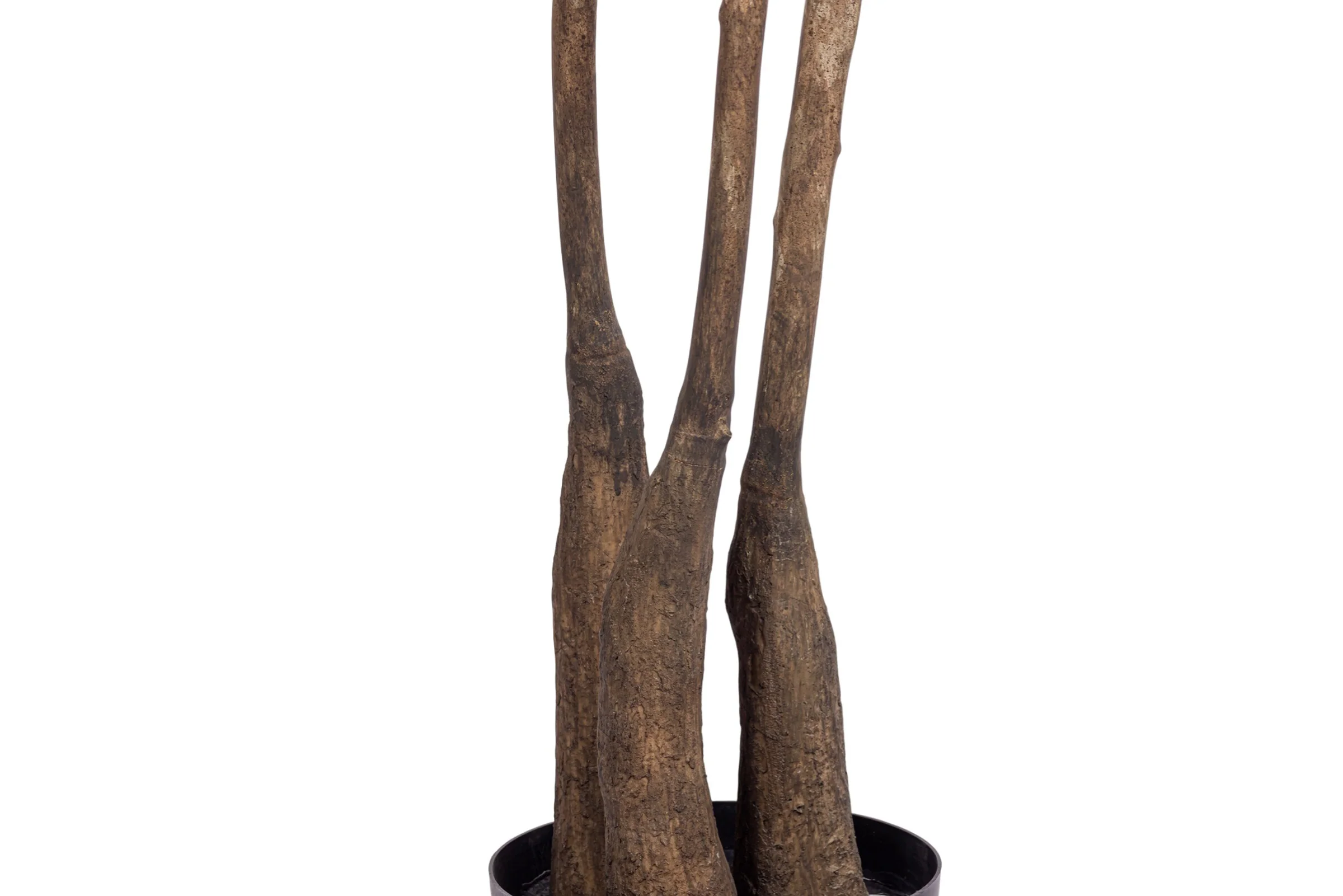 10' False Aralia Tree     FP1435 - Image 4