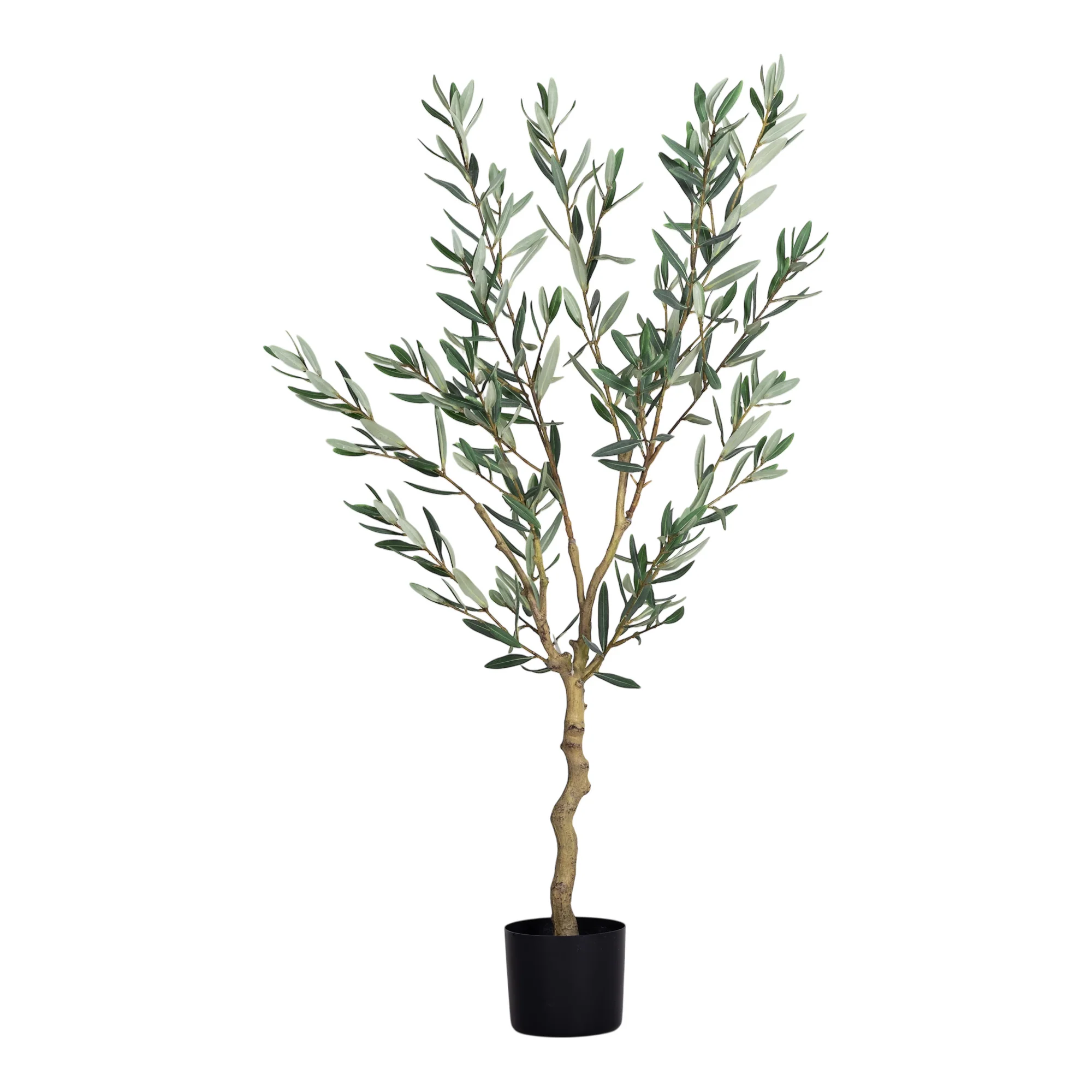 4' Olive Tree    FP1454