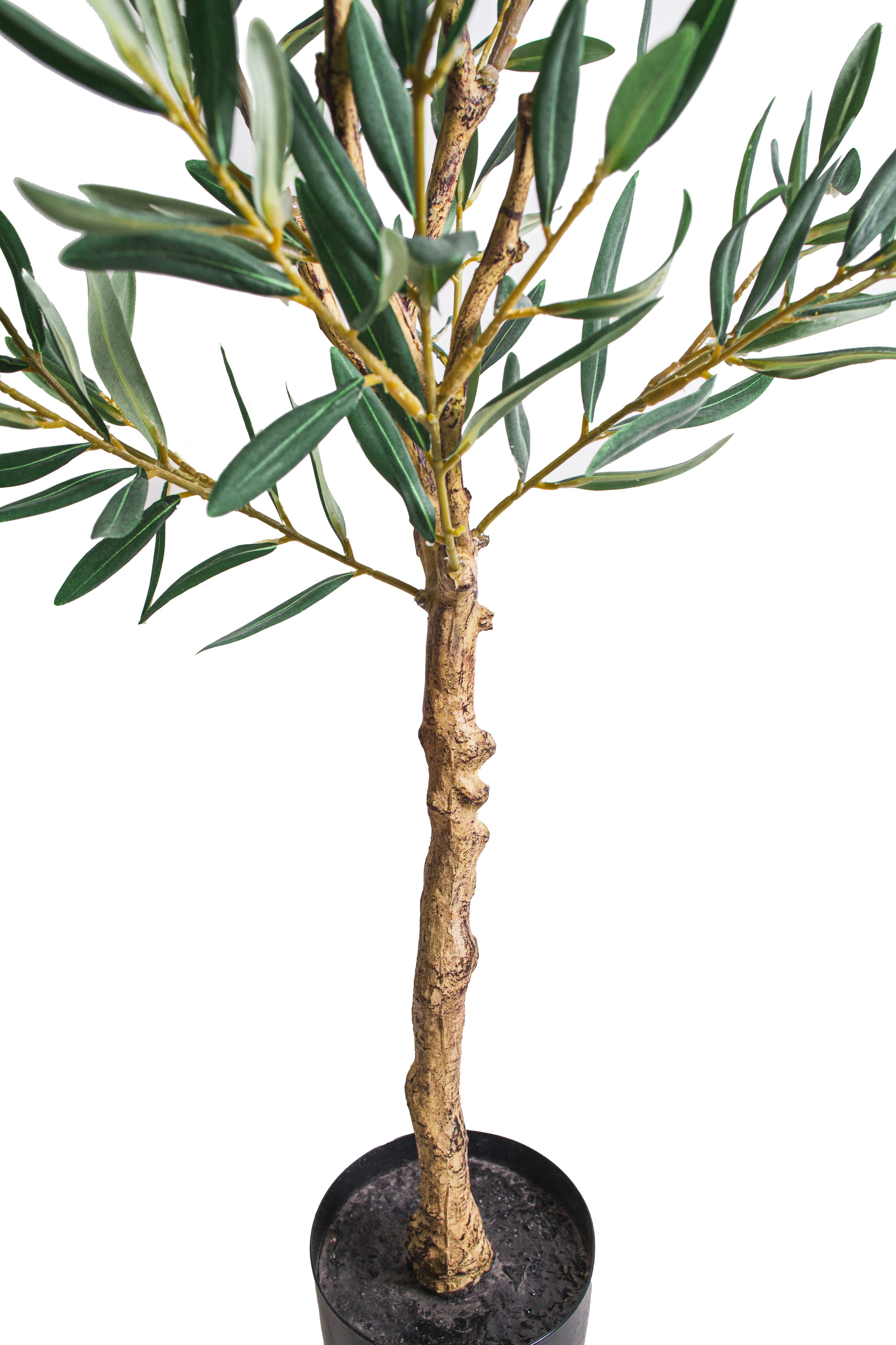 4' Olive Tree    FP1454 - Image 2