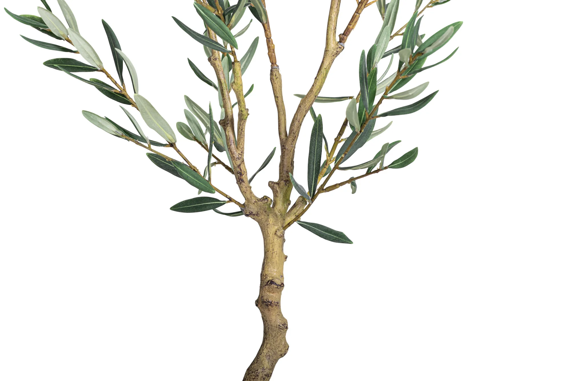 4' Olive Tree    FP1454 - Image 3