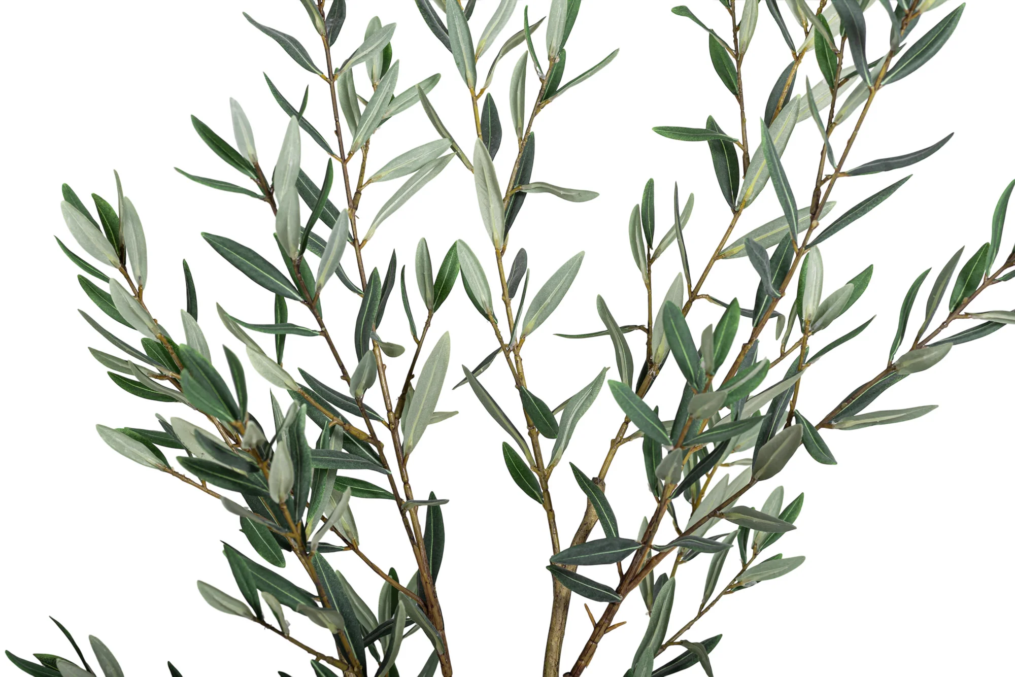 4' Olive Tree    FP1454 - Image 4