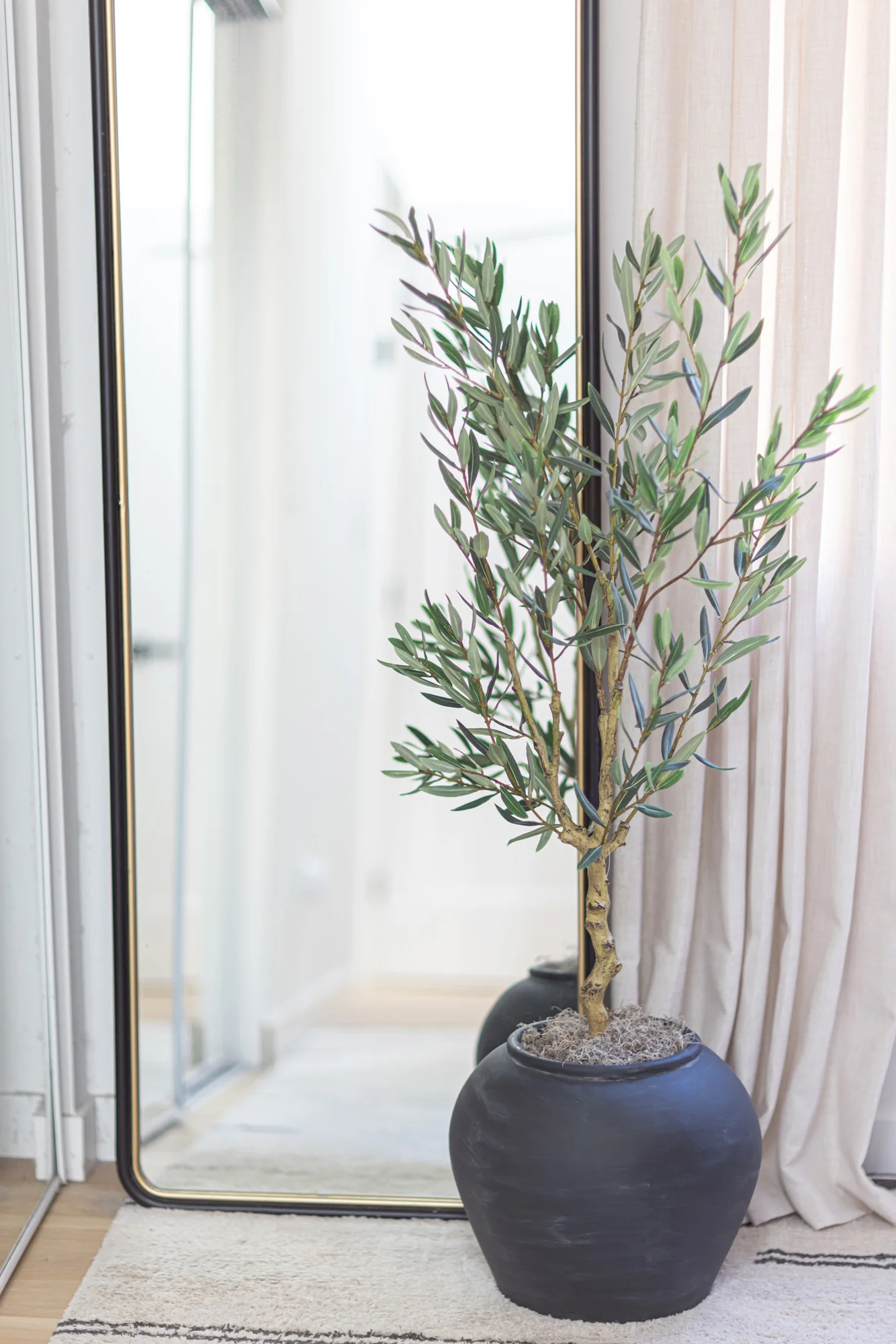 4' Olive Tree    FP1454 - Image 5