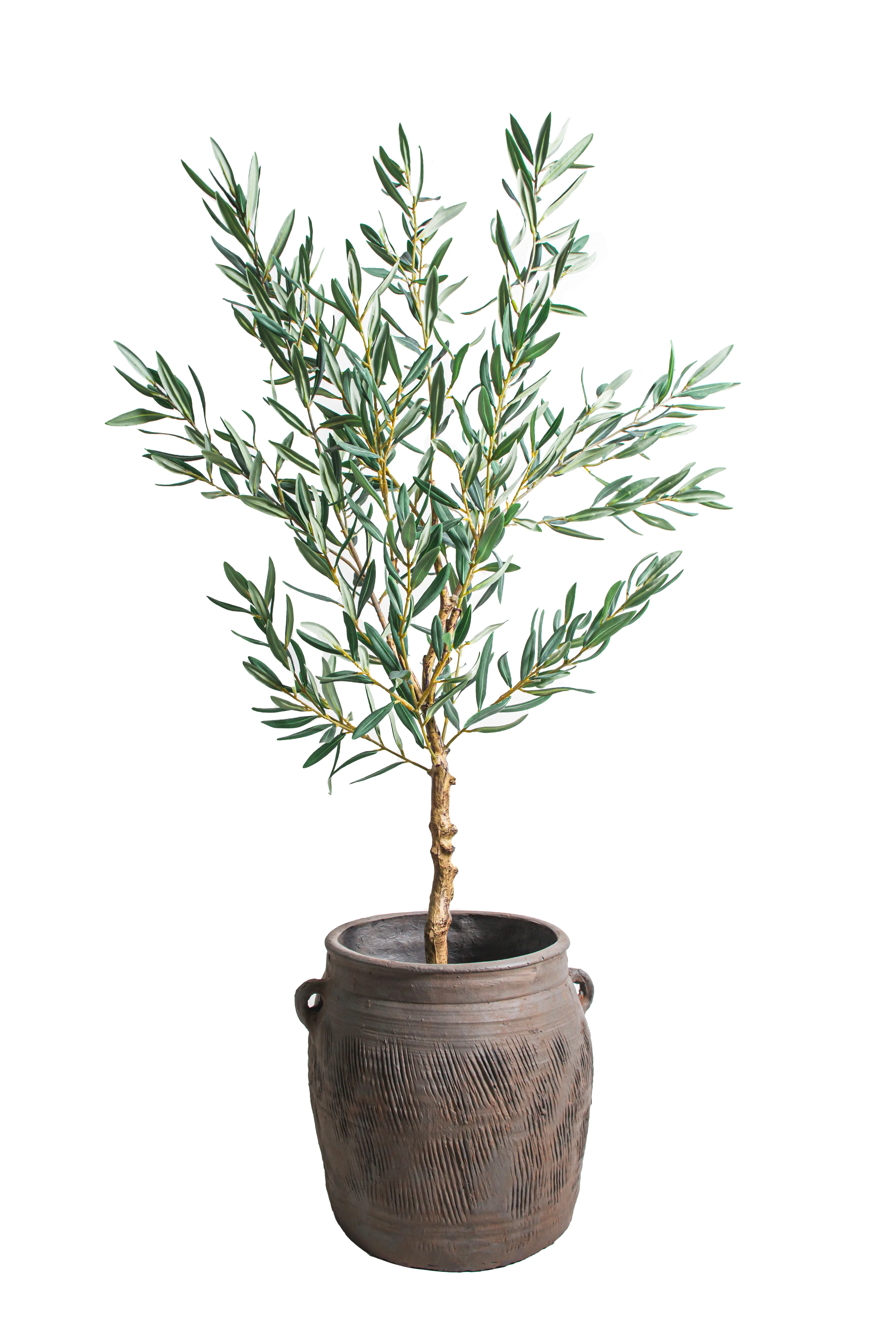 4' Olive Tree    FP1454 - Image 6