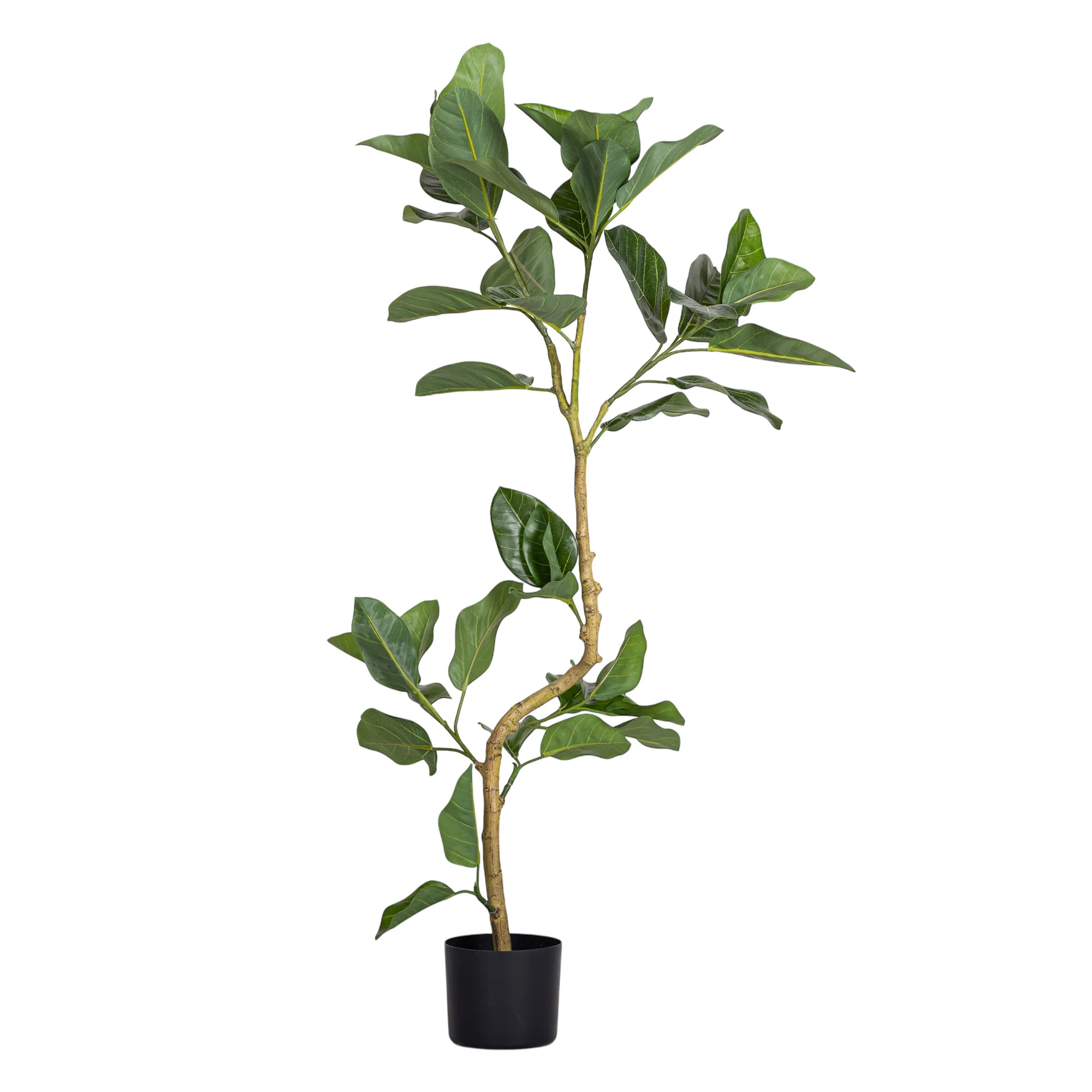 4' Spiral Audrey Ficus     FP1455