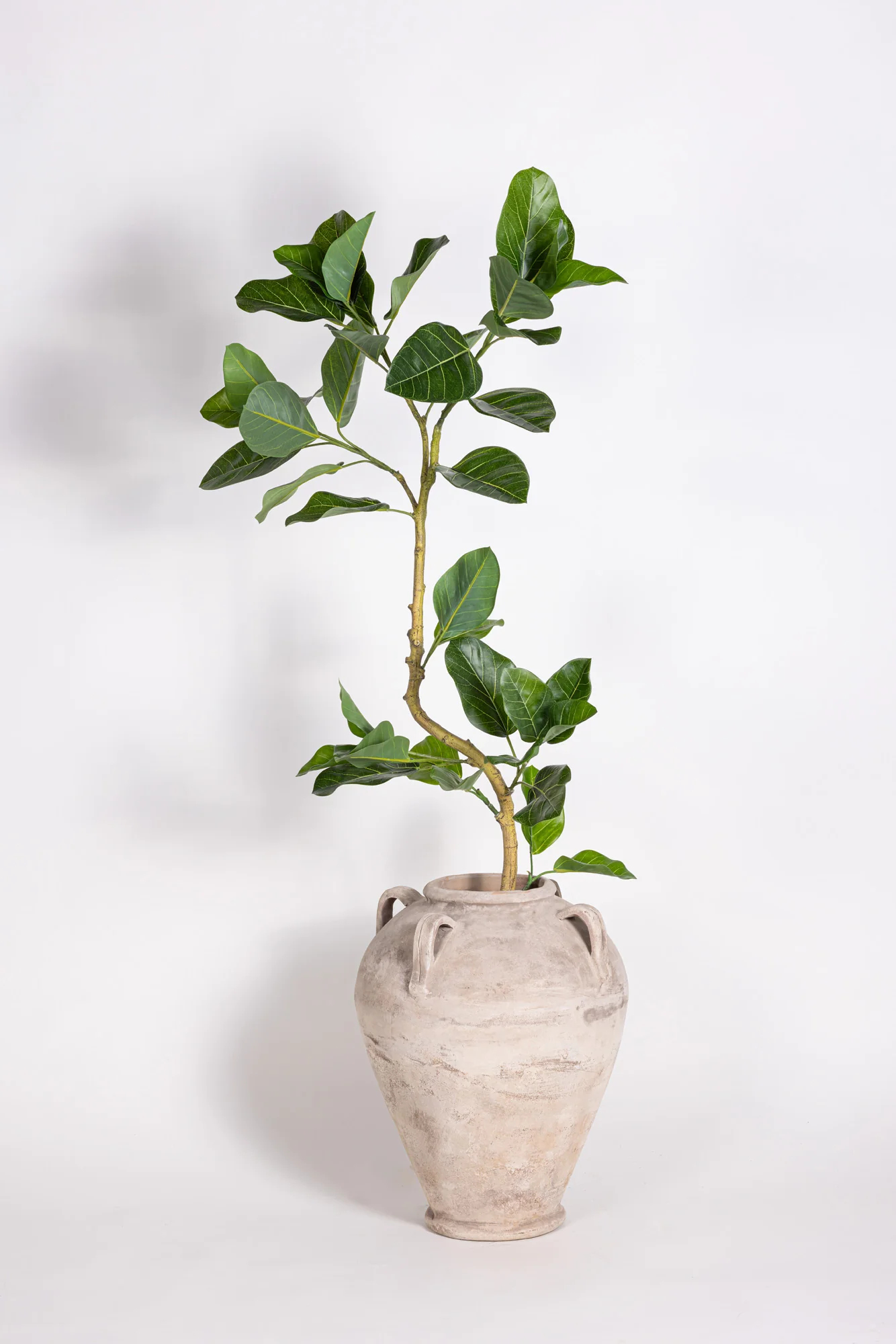 4' Spiral Audrey Ficus     FP1455 - Image 2