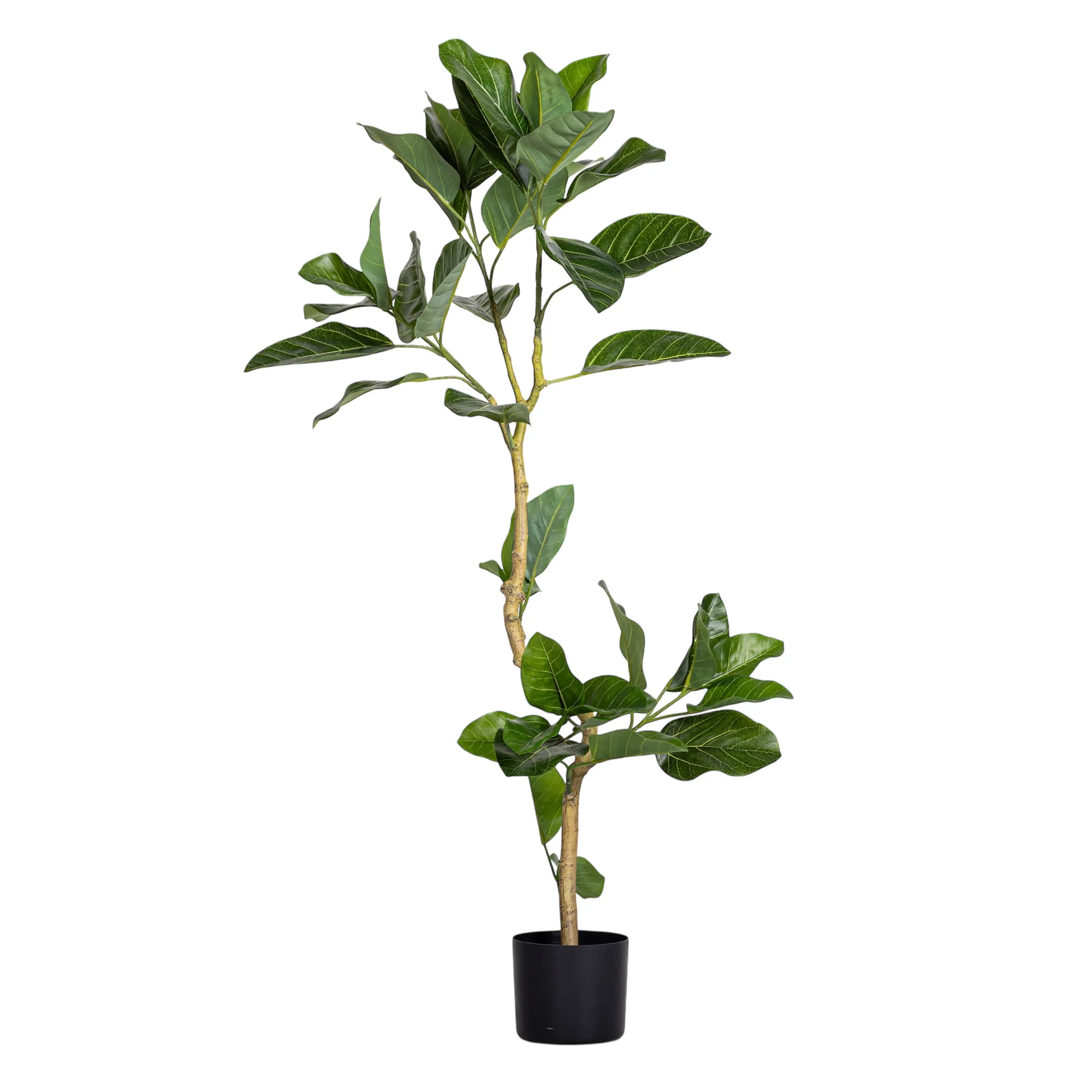 4' Spiral Audrey Ficus     FP1455 - Image 3