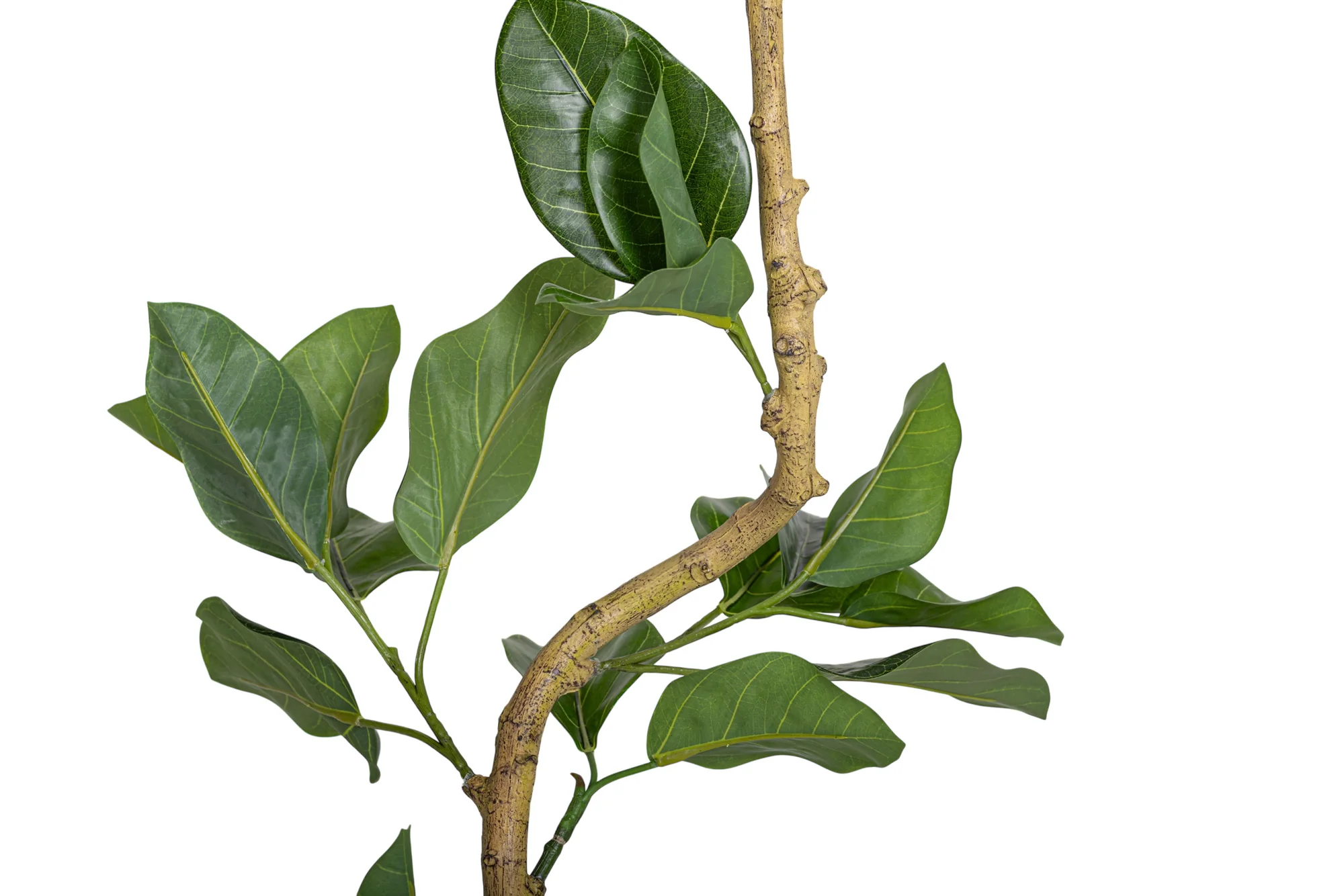 4' Spiral Audrey Ficus     FP1455 - Image 4