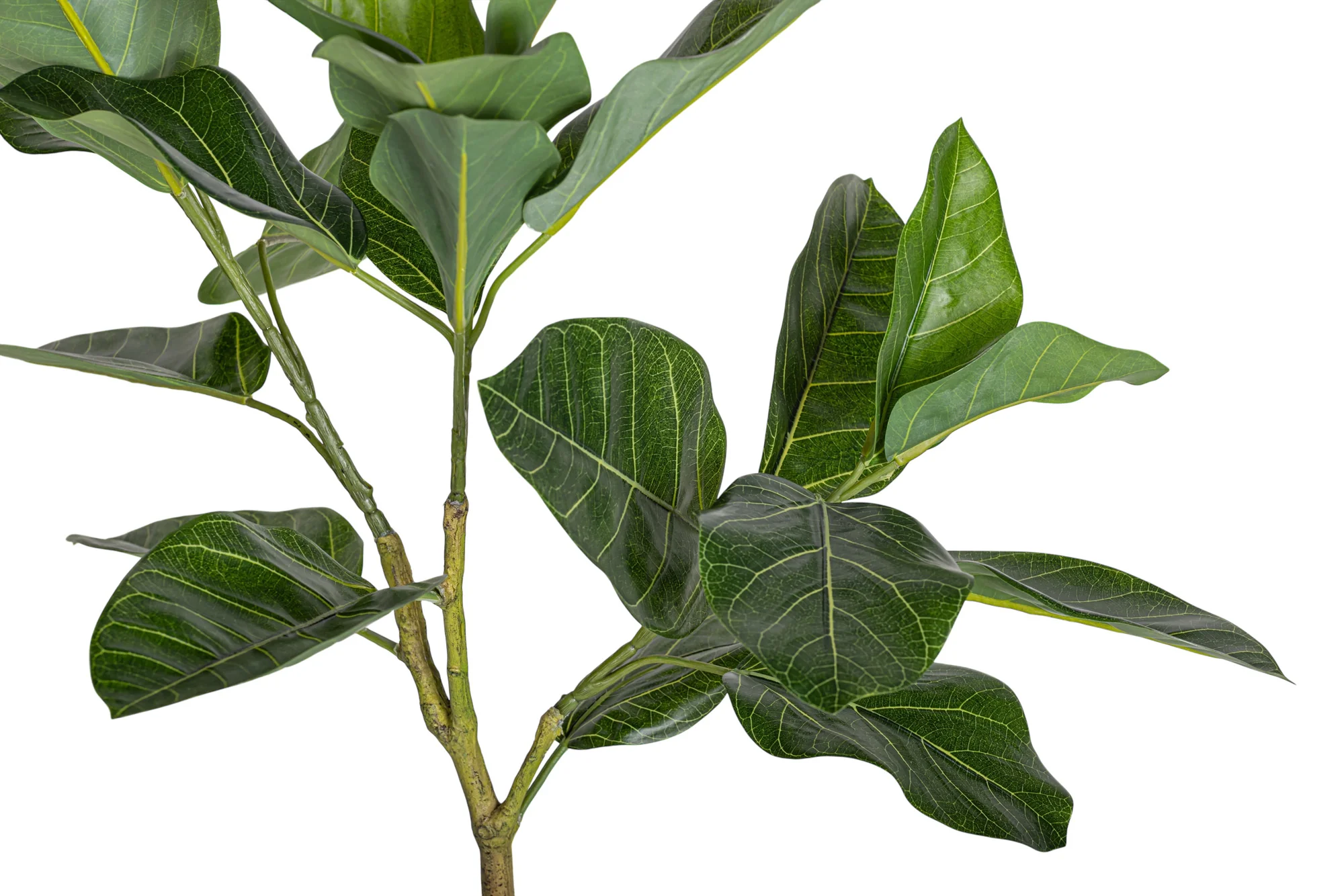 4' Spiral Audrey Ficus     FP1455 - Image 5