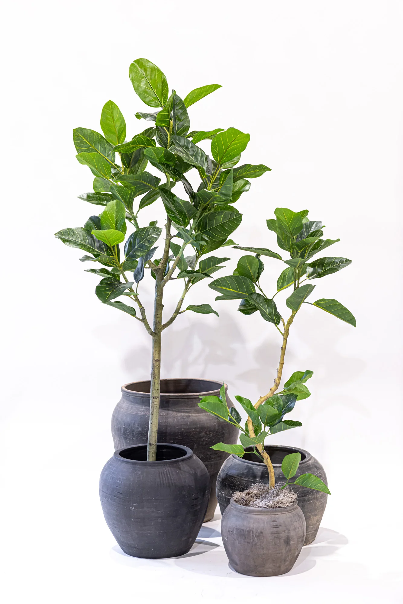 4' Spiral Audrey Ficus     FP1455 - Image 7