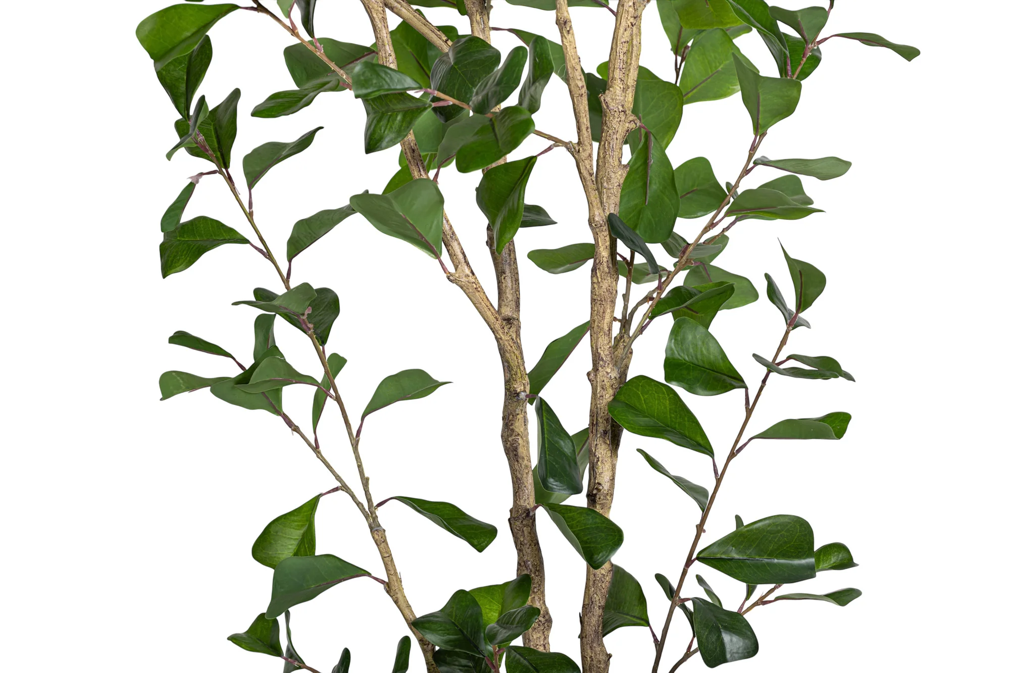 6' Triangle Ficus FP1456 - Image 3