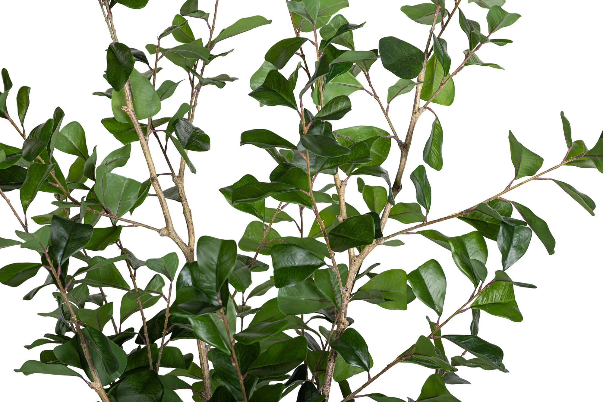 6' Triangle Ficus FP1456 - Image 4