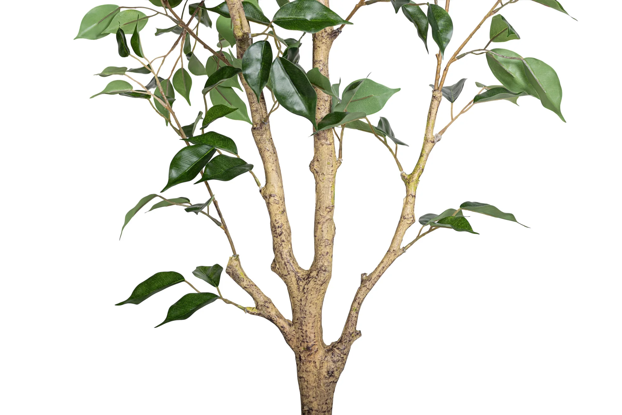 6' Benjamina Ficus Tree FP1457 - Image 3