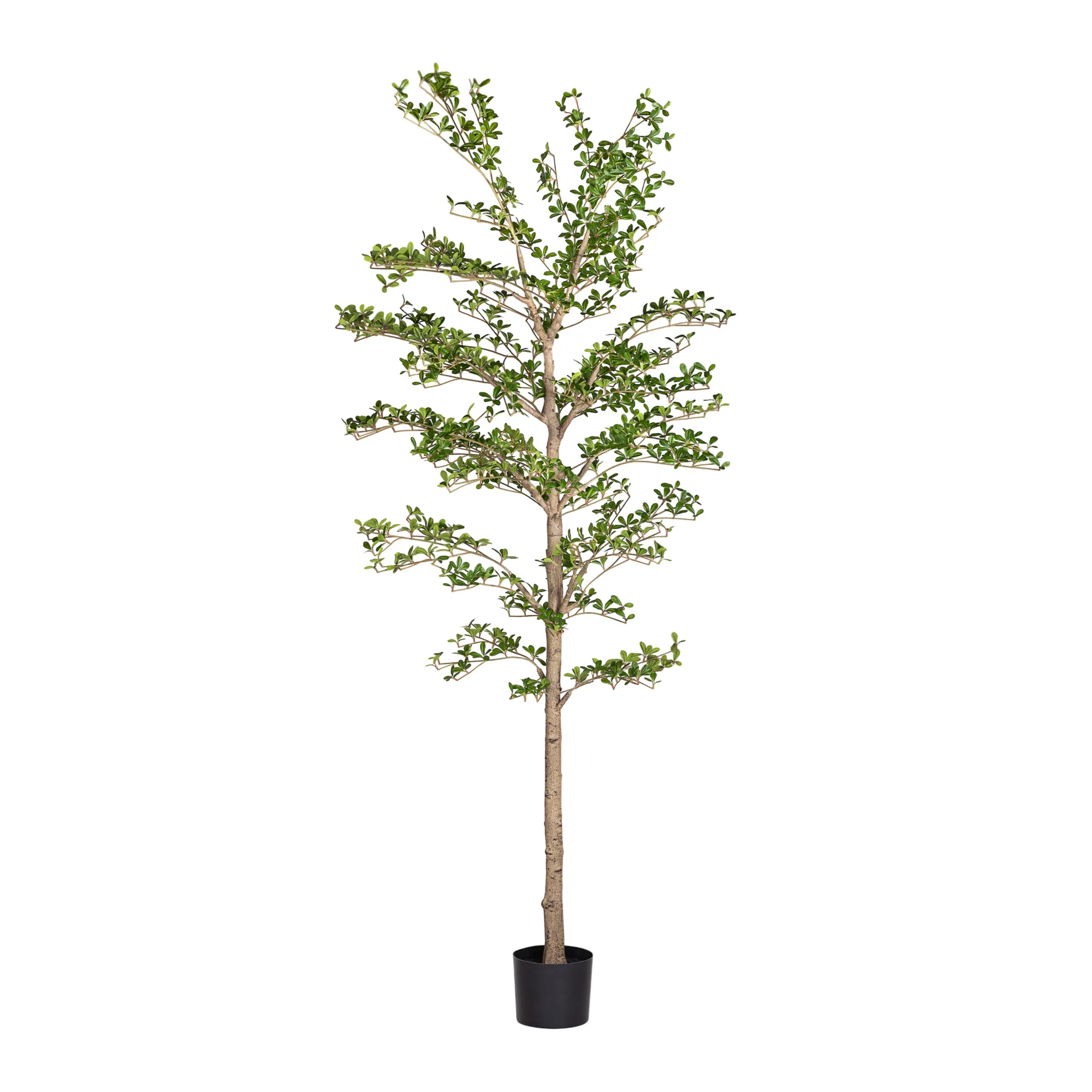 8' Shady Lady   FP1463