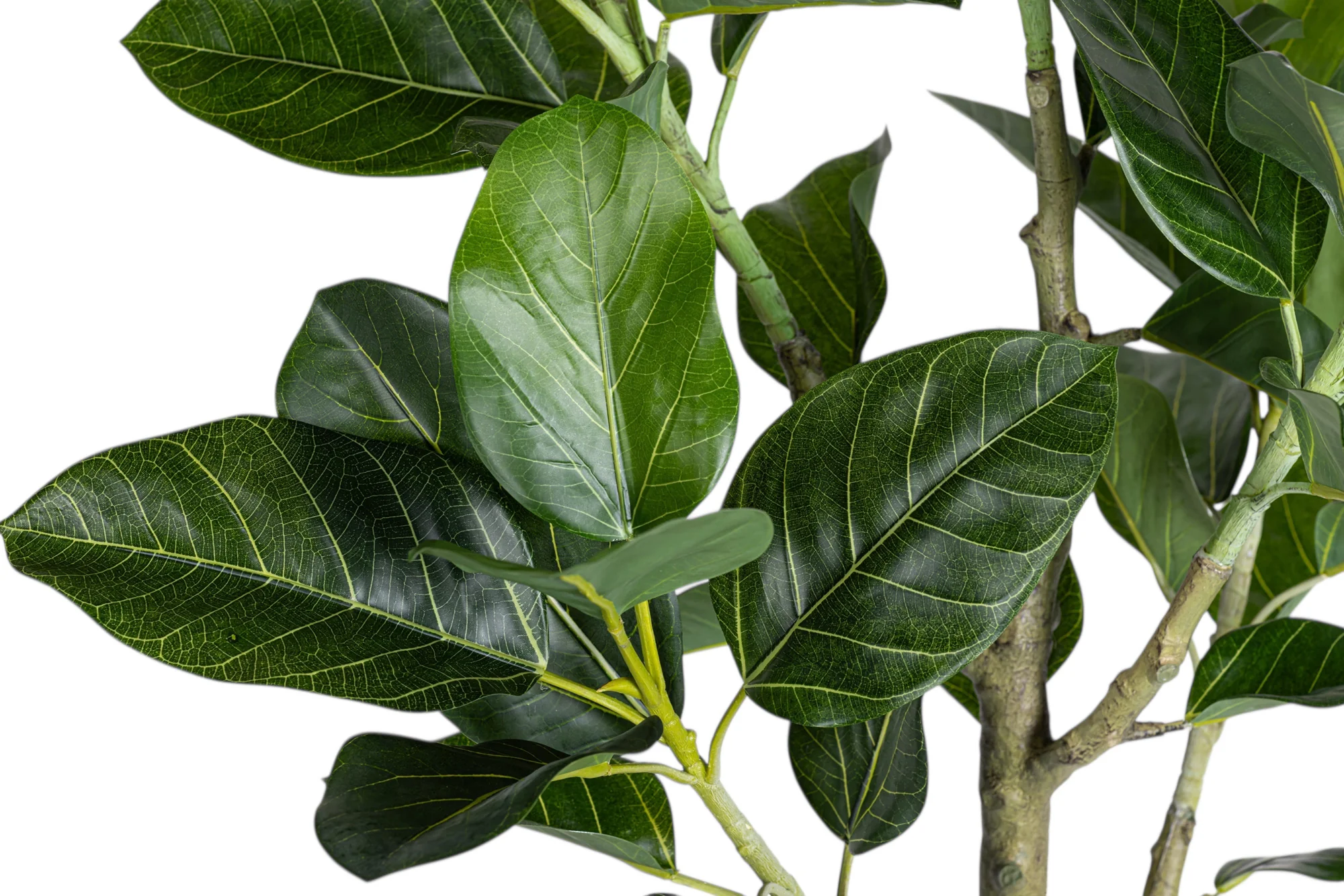 6' Audrey Ficus FP1466 - Image 3