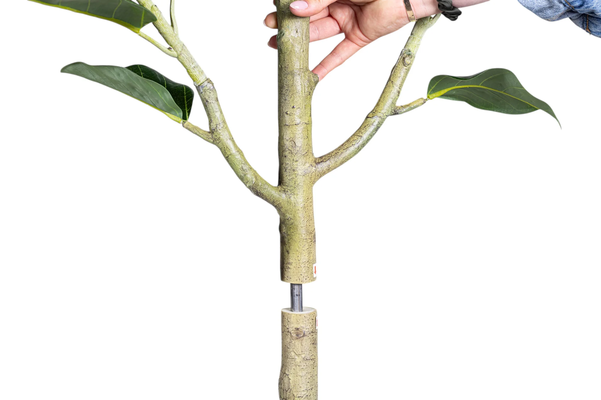 6' Audrey Ficus FP1466 - Image 4