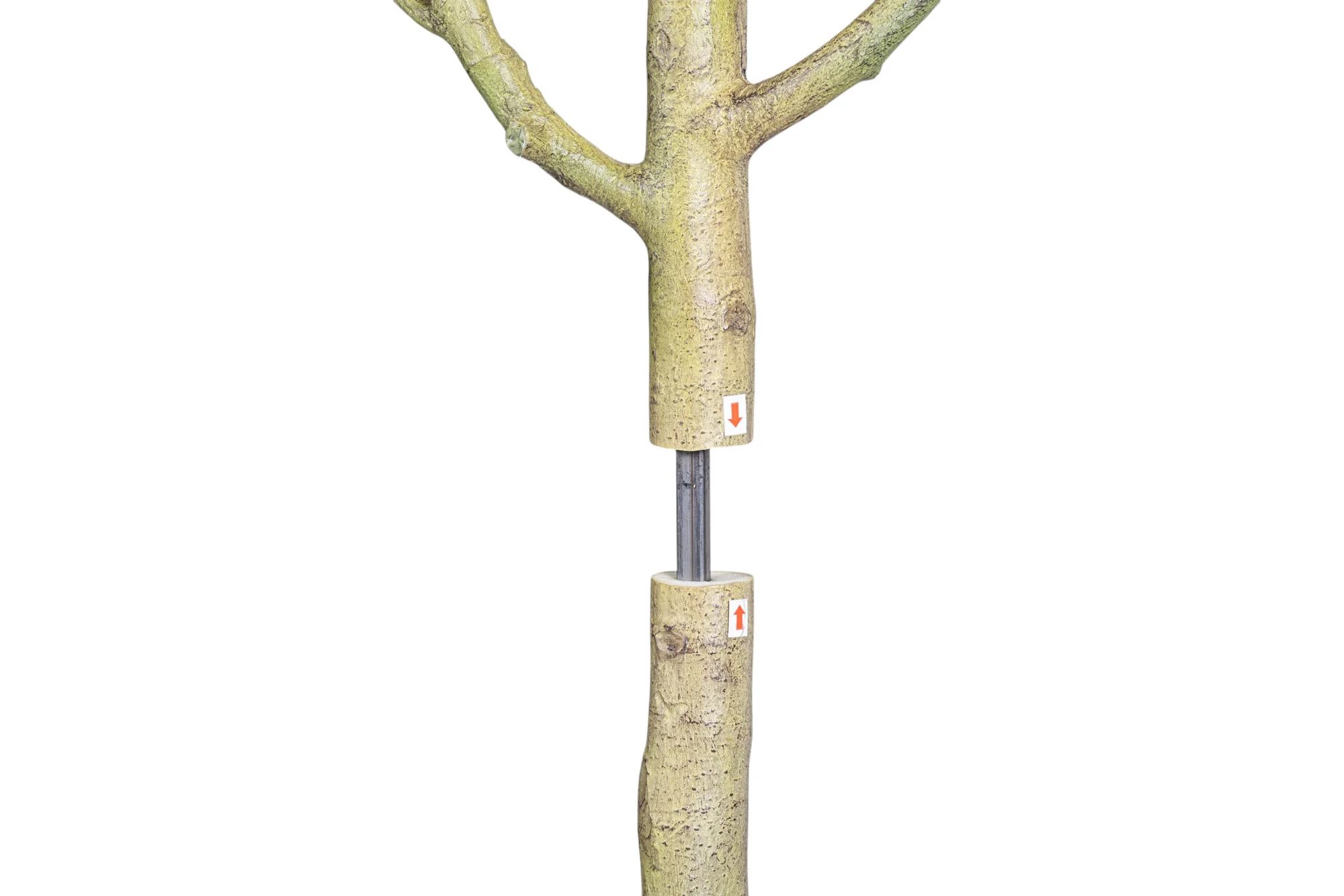 6' Audrey Ficus FP1466 - Image 5