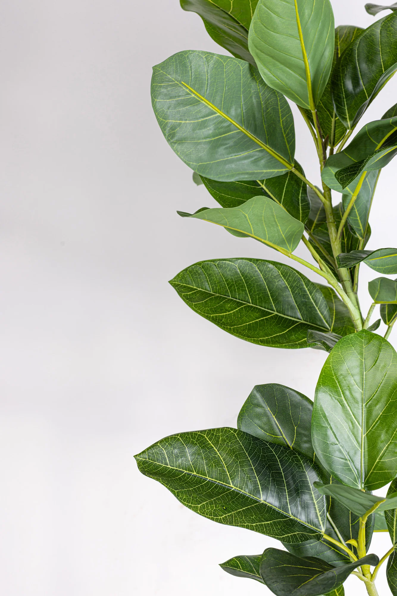 6' Audrey Ficus FP1466 - Image 8