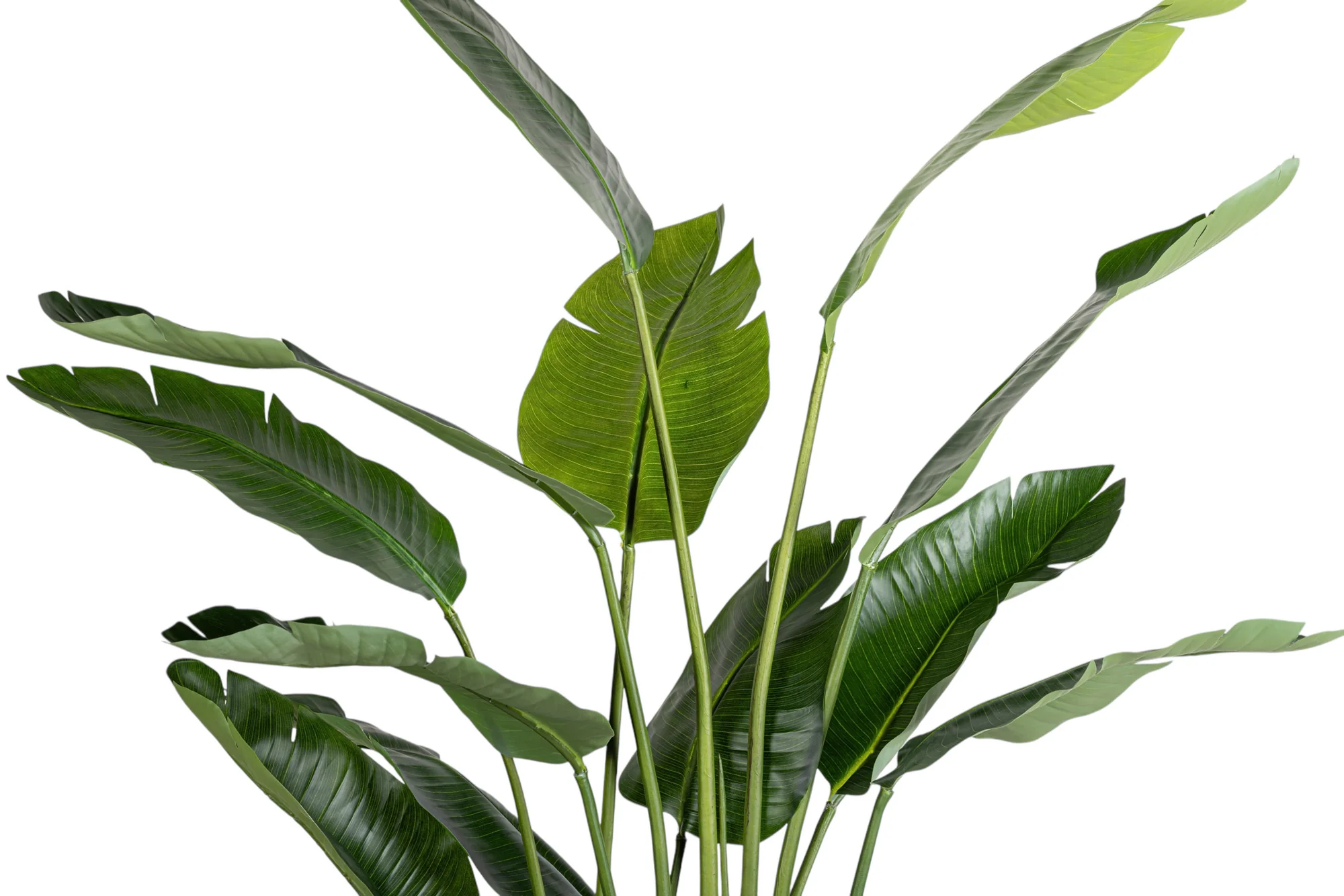 6.5' Bird of Paradise FP1470 - Image 3