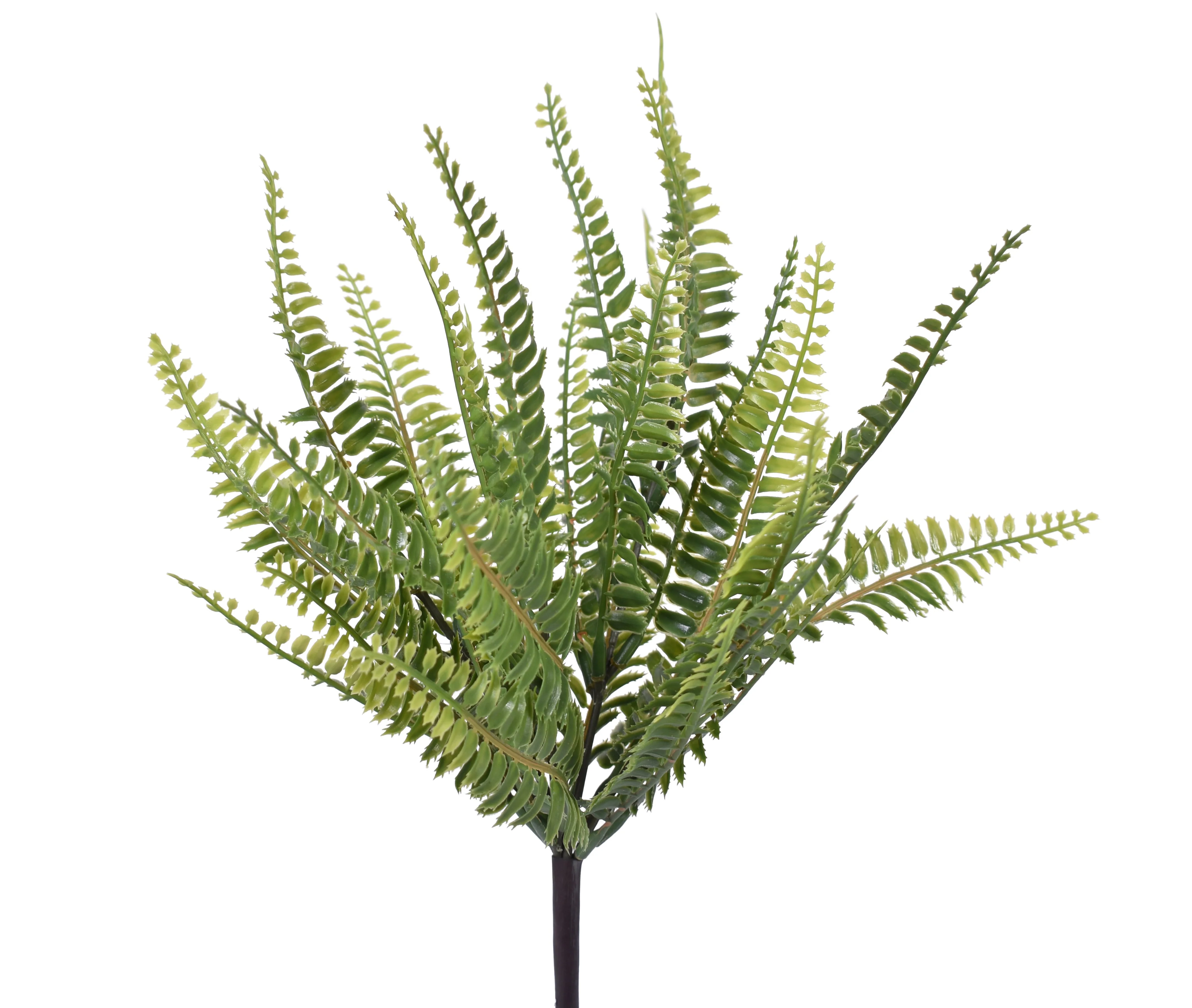 12" Boston Fern - UV Treated FR1027UV