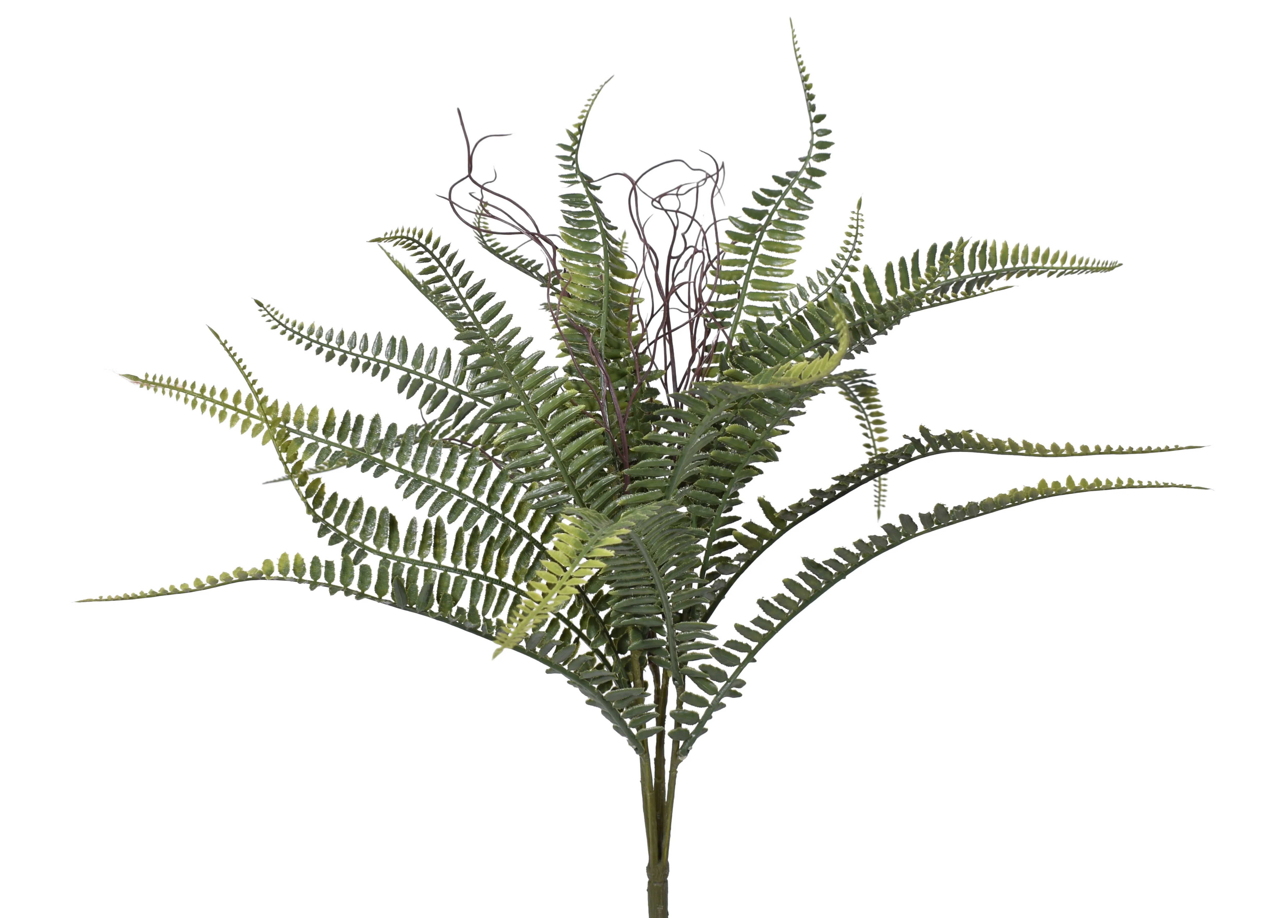 21" Boston Fern - UV Treated FR1028UV