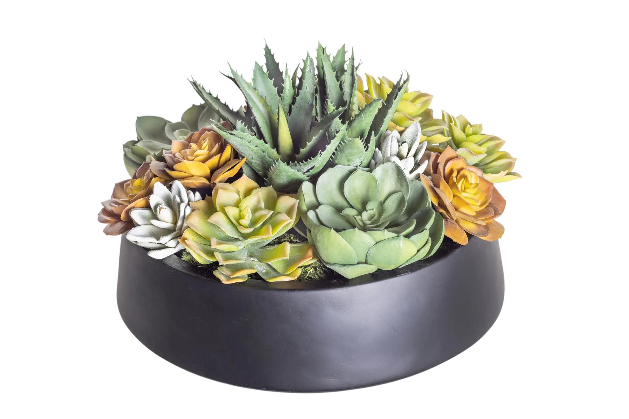 12" Black Edison Bowl with Low Mixed Succulent Arrangement AR1184 - Image 2