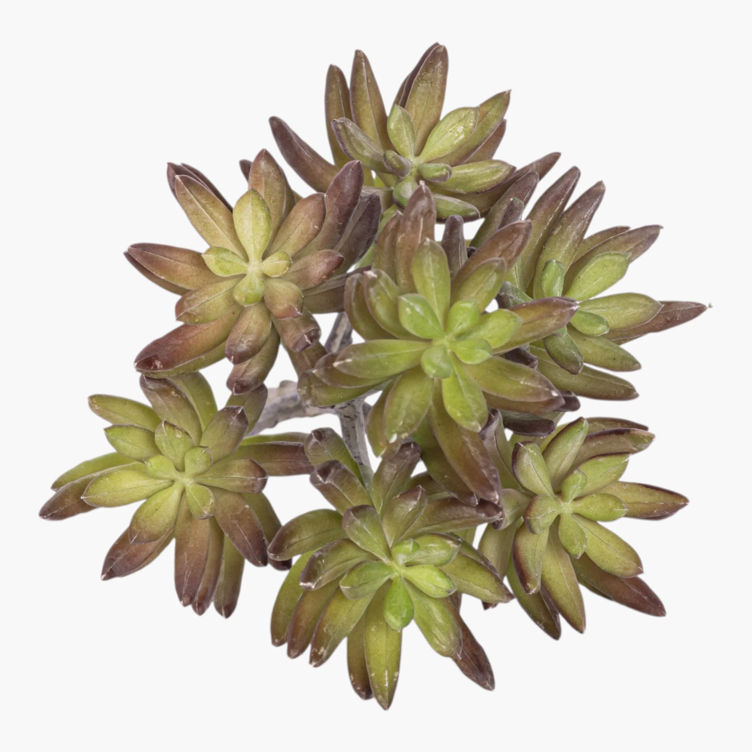 9" Multi-Head Succulent Stem MH1037 - Image 2