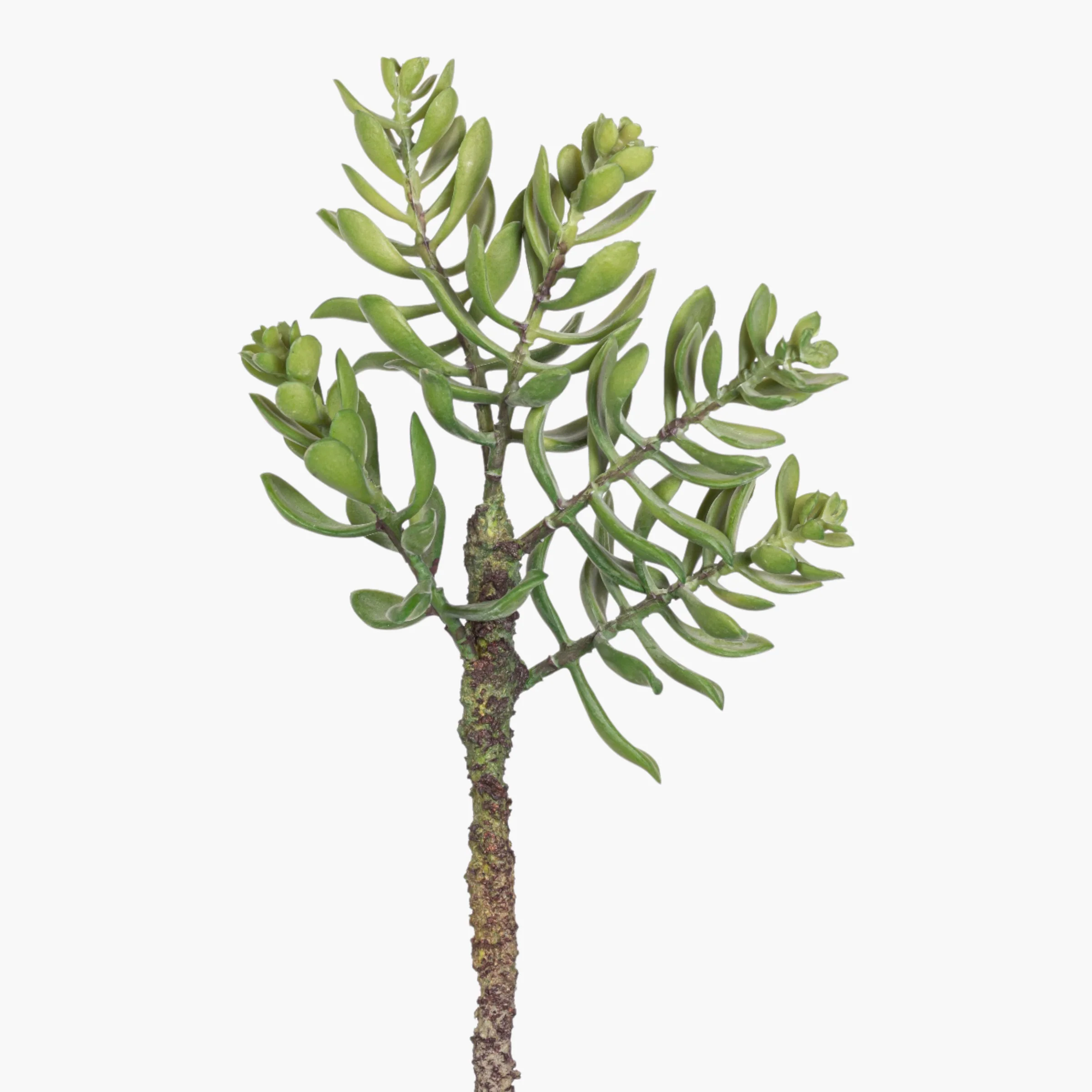 13.5” Multi-Head Succulent Stem MH1038