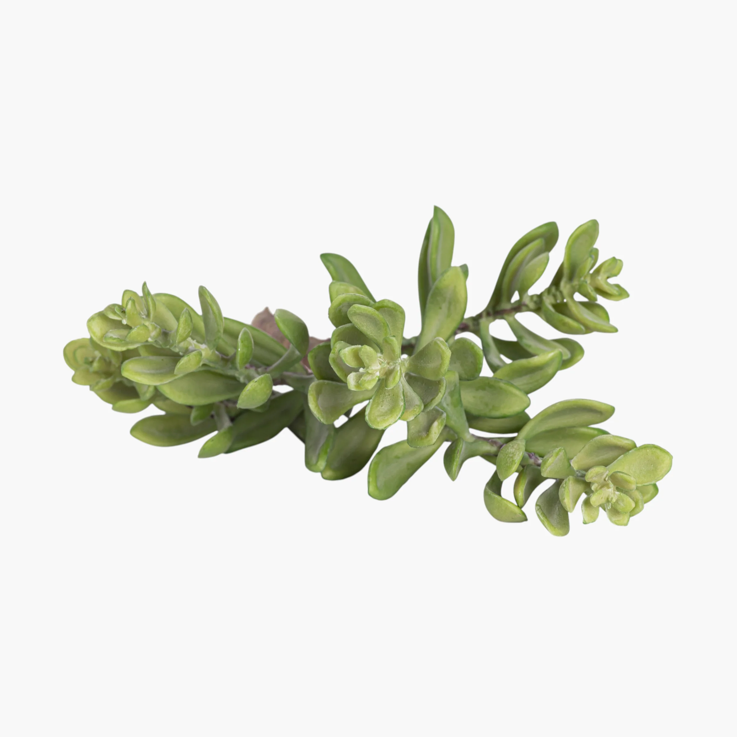 13.5” Multi-Head Succulent Stem MH1038 - Image 2