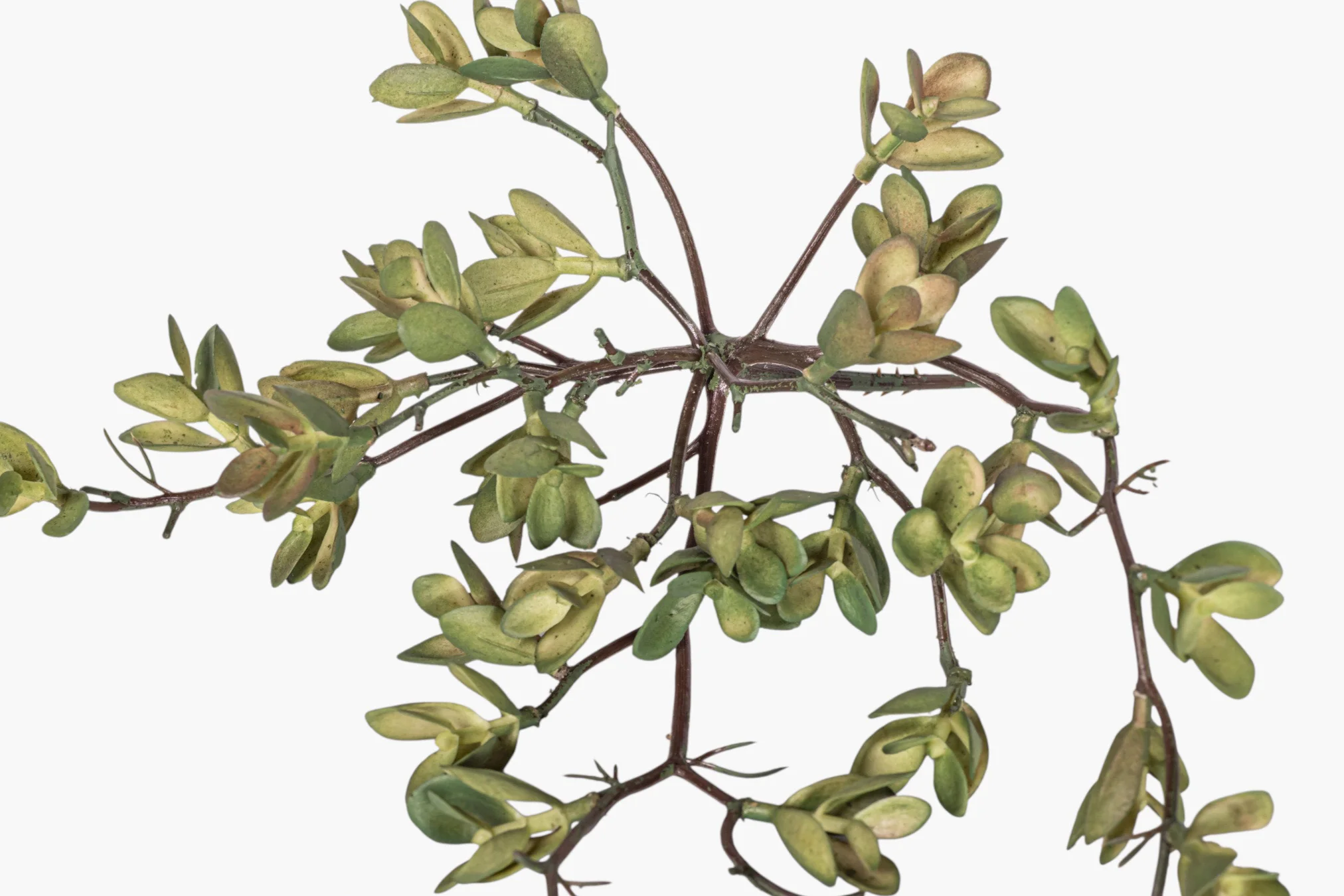 8" Multi-Head Succulent Stem MH1045 - Image 2