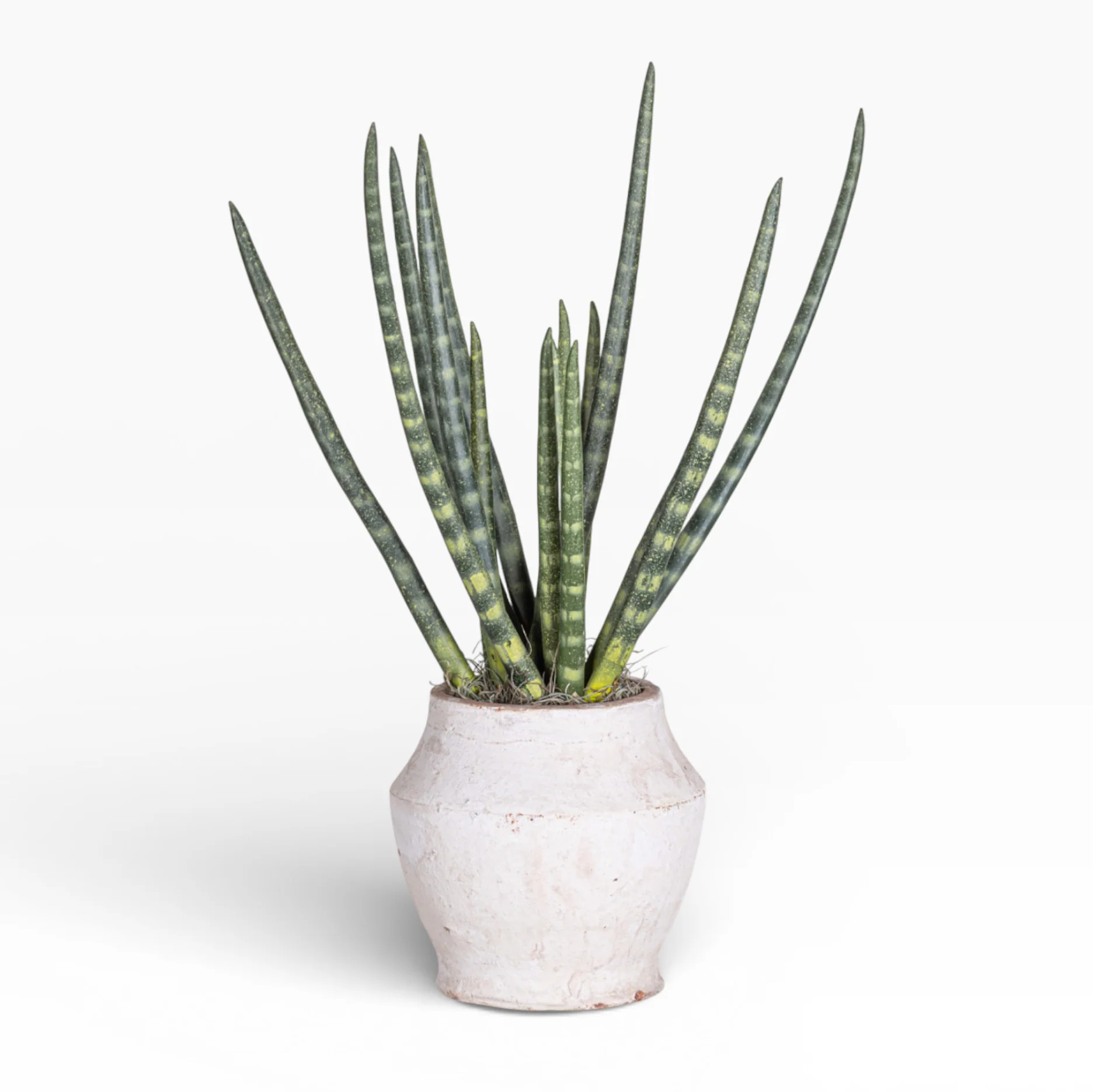 Mila Pot with Snake Grass Arrangement AR1896