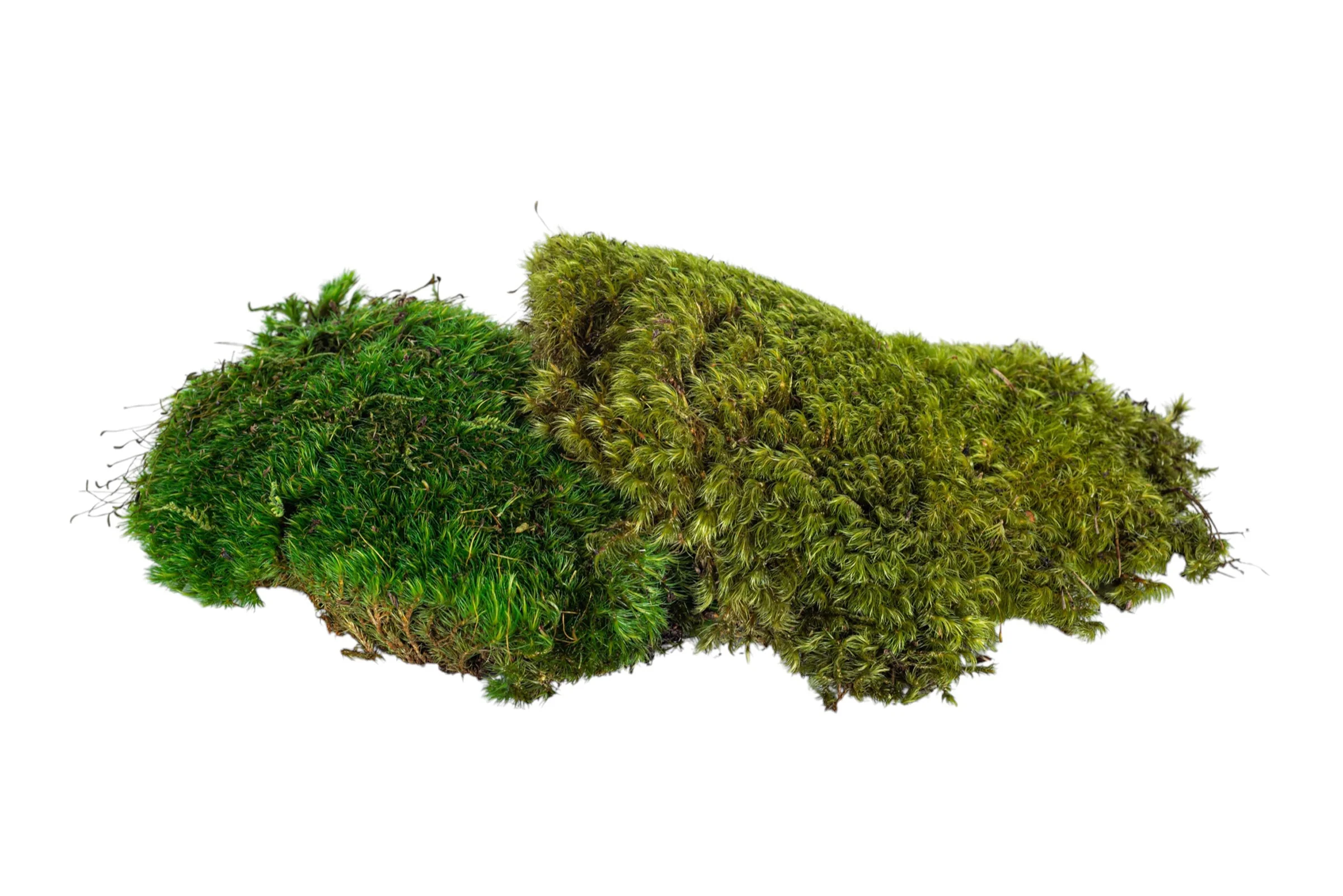 Mood Moss 3lb Bag FA1007 - Image 4
