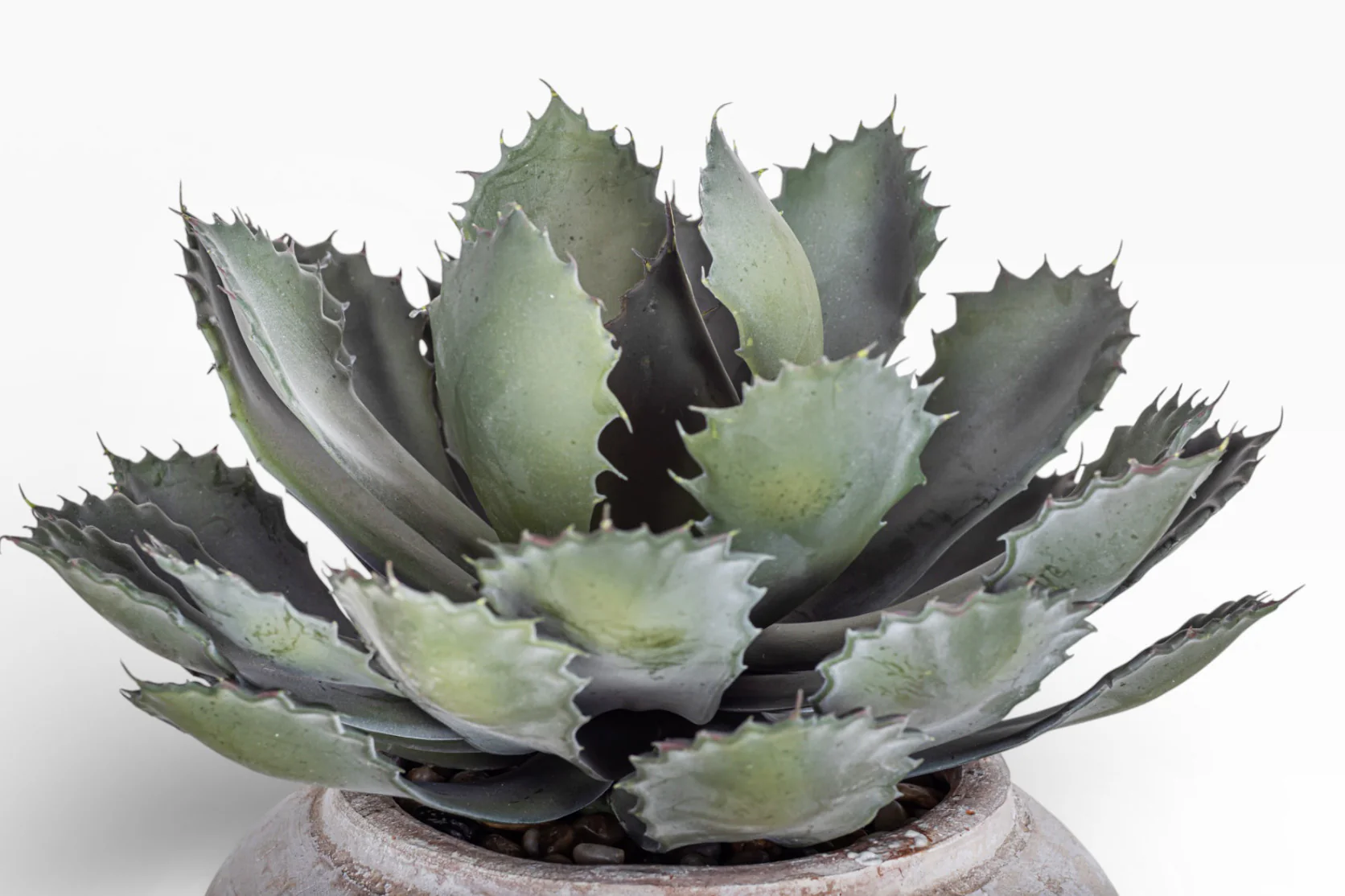 8" Esther Pot with Succulent Arrangement AR1407 - Image 3