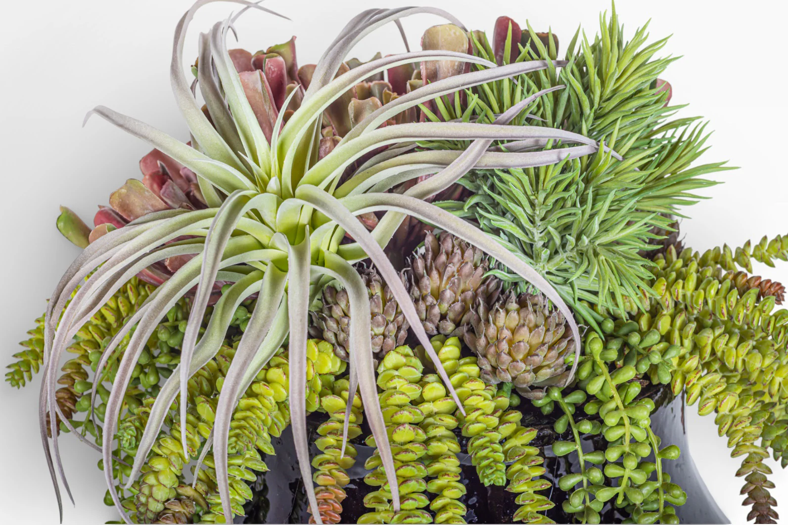 Tulip Planter with Mixed Succulent Arrangement AR1422 - Image 4