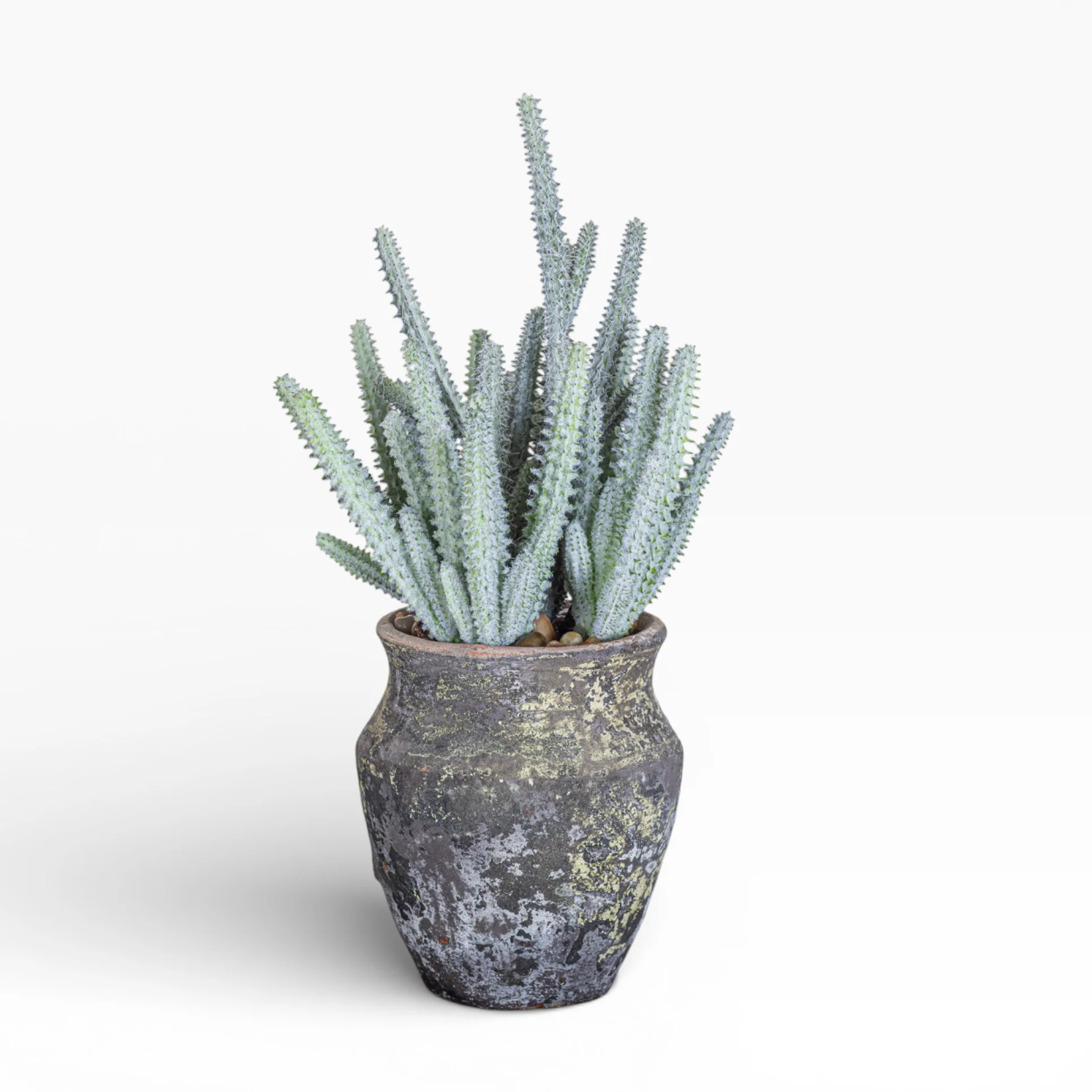 6" Titan Pot with Cactus Arrangement AR1467 - Image 2