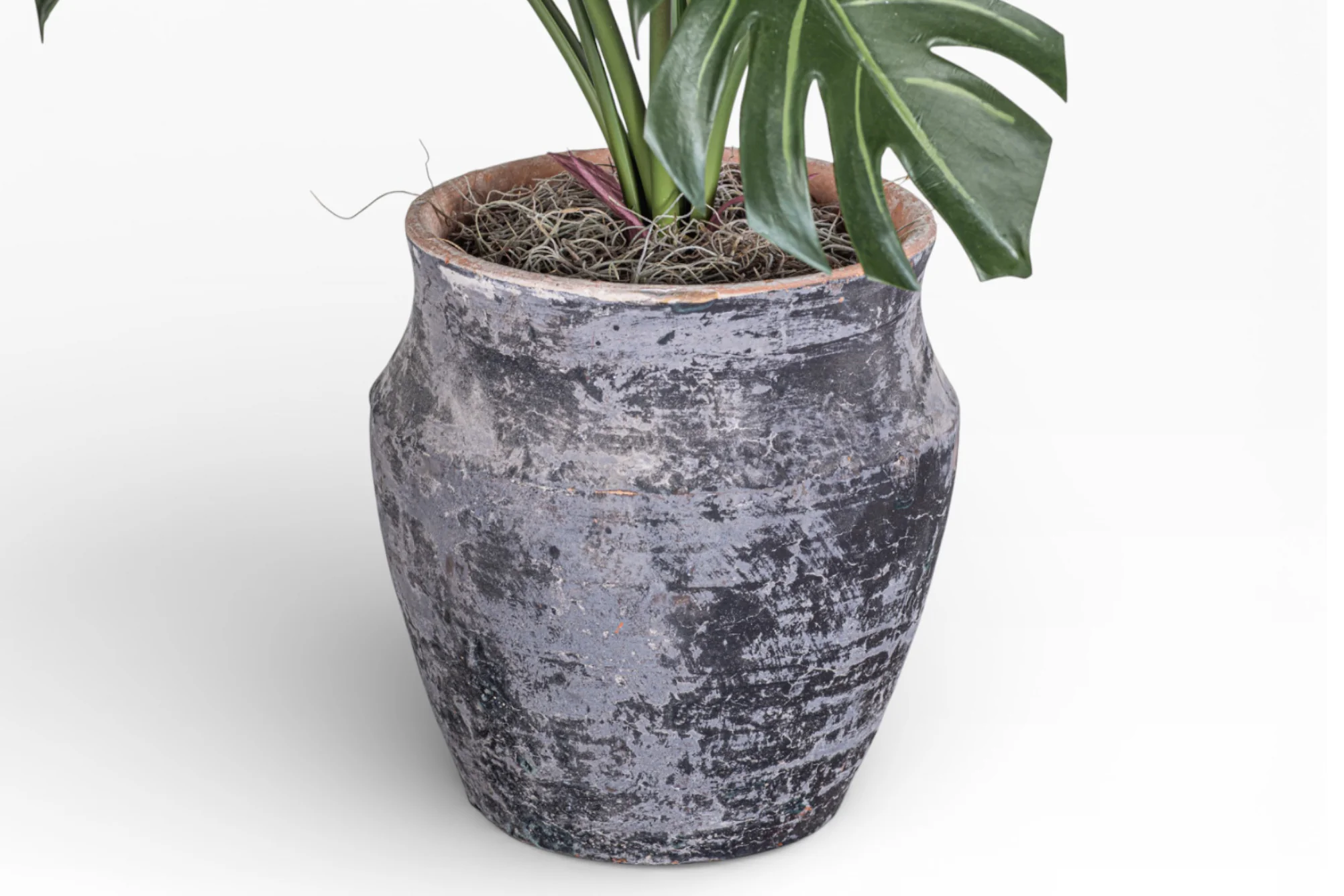 8" Titan Pot with Monstera Arrangement AR1383 - Image 2