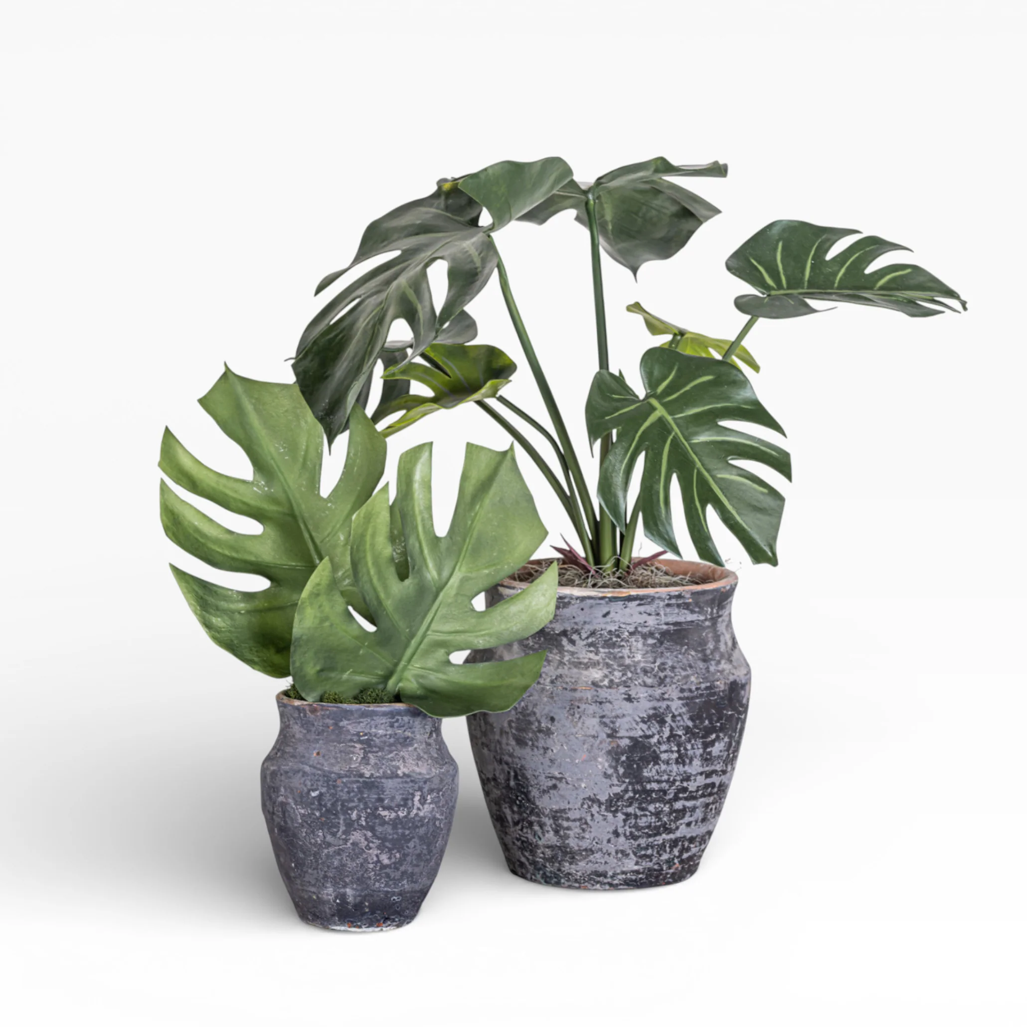 8" Titan Pot with Monstera Arrangement AR1383 - Image 3