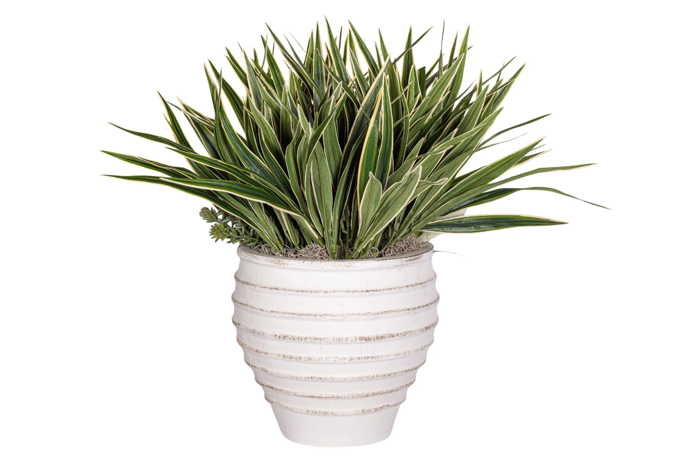 Roma Pot with Succulent Arrangement AR1959 - Image 5