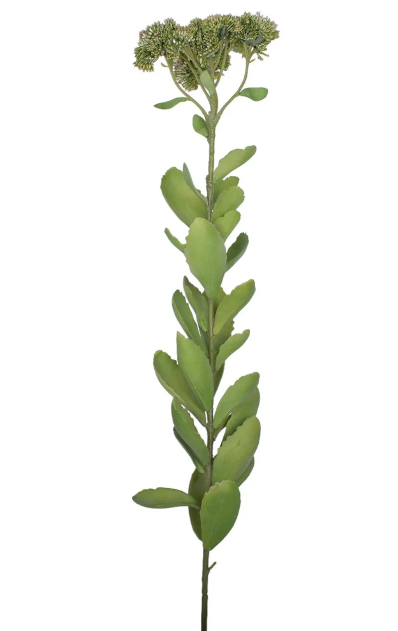 30" Sedum Stem - UV Treated SE1040UV