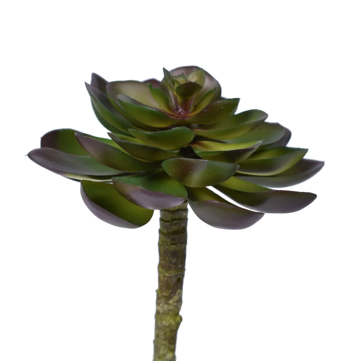 6" Houseleek Pick - UV Treated SF1069UV