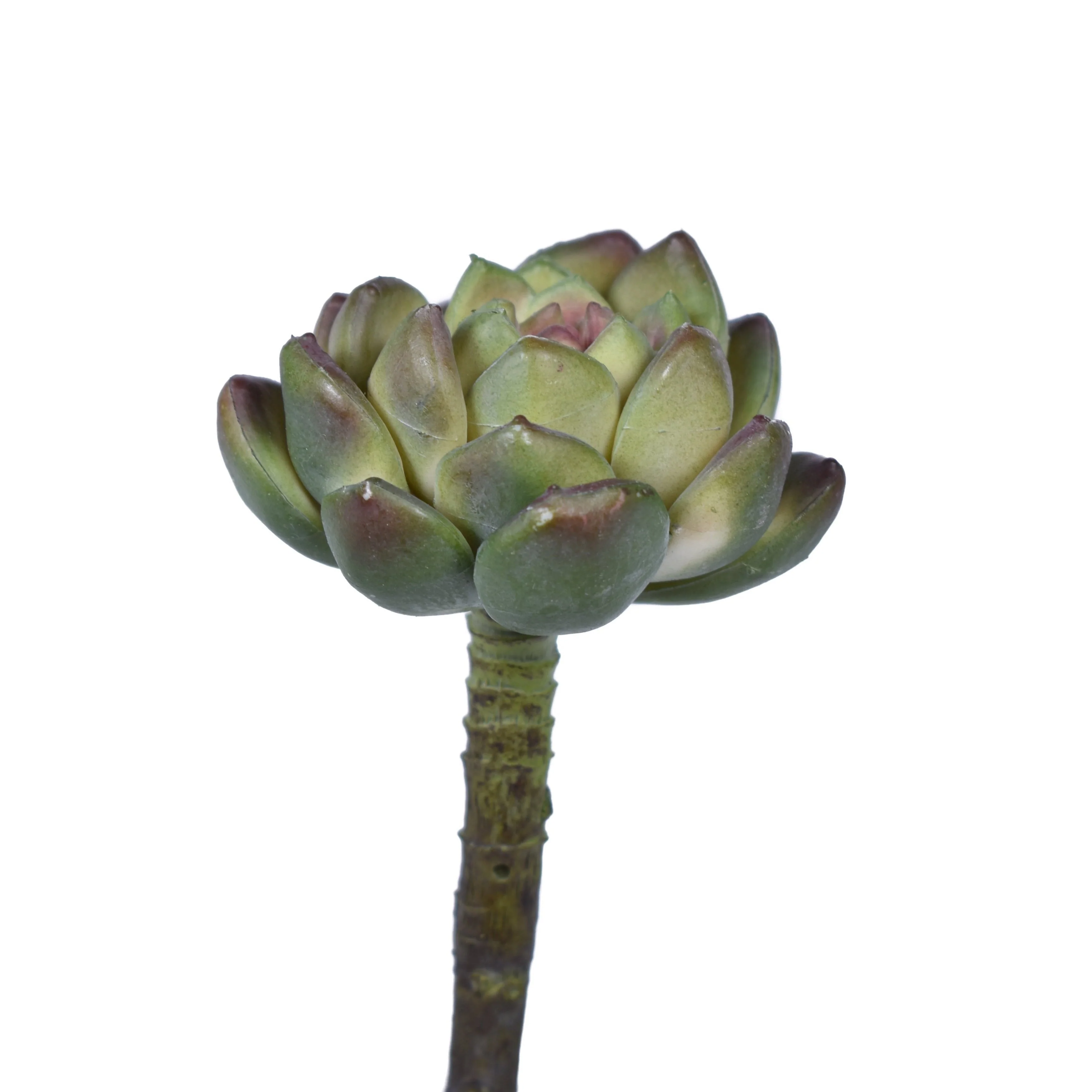 5" Houseleek Pick - UV Treated SF1071UV