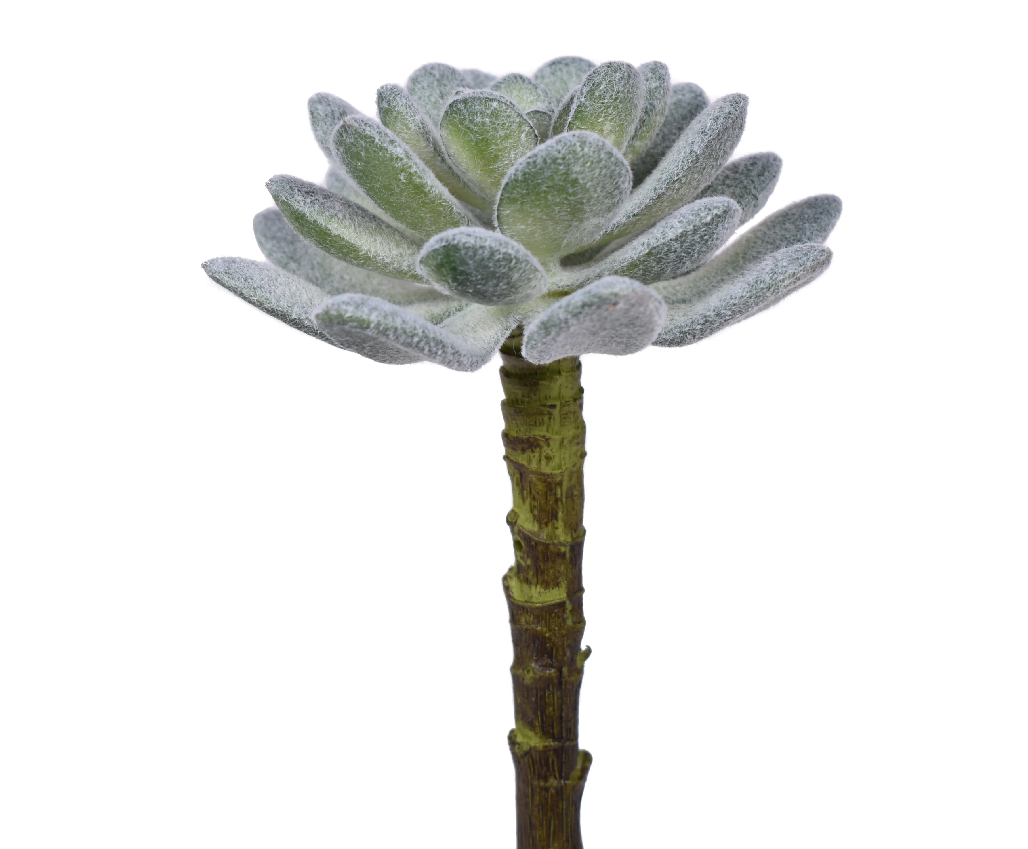 5" Houseleek Pick - UV Treated SF1076UV