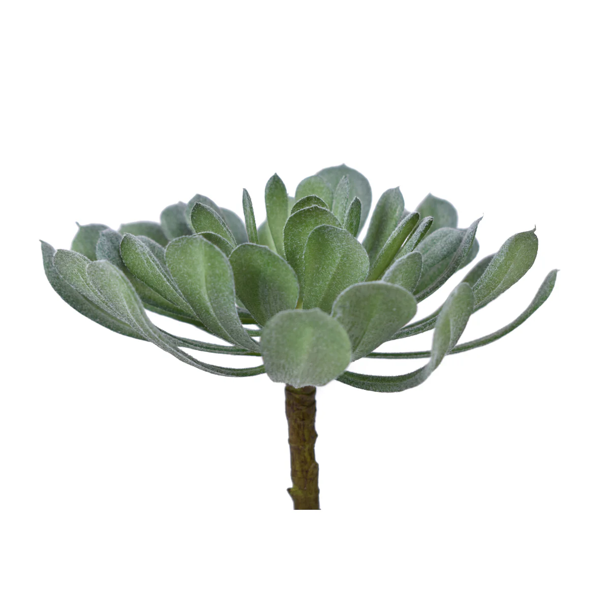 6" Houseleek Pick - UV Treated SF1078UV