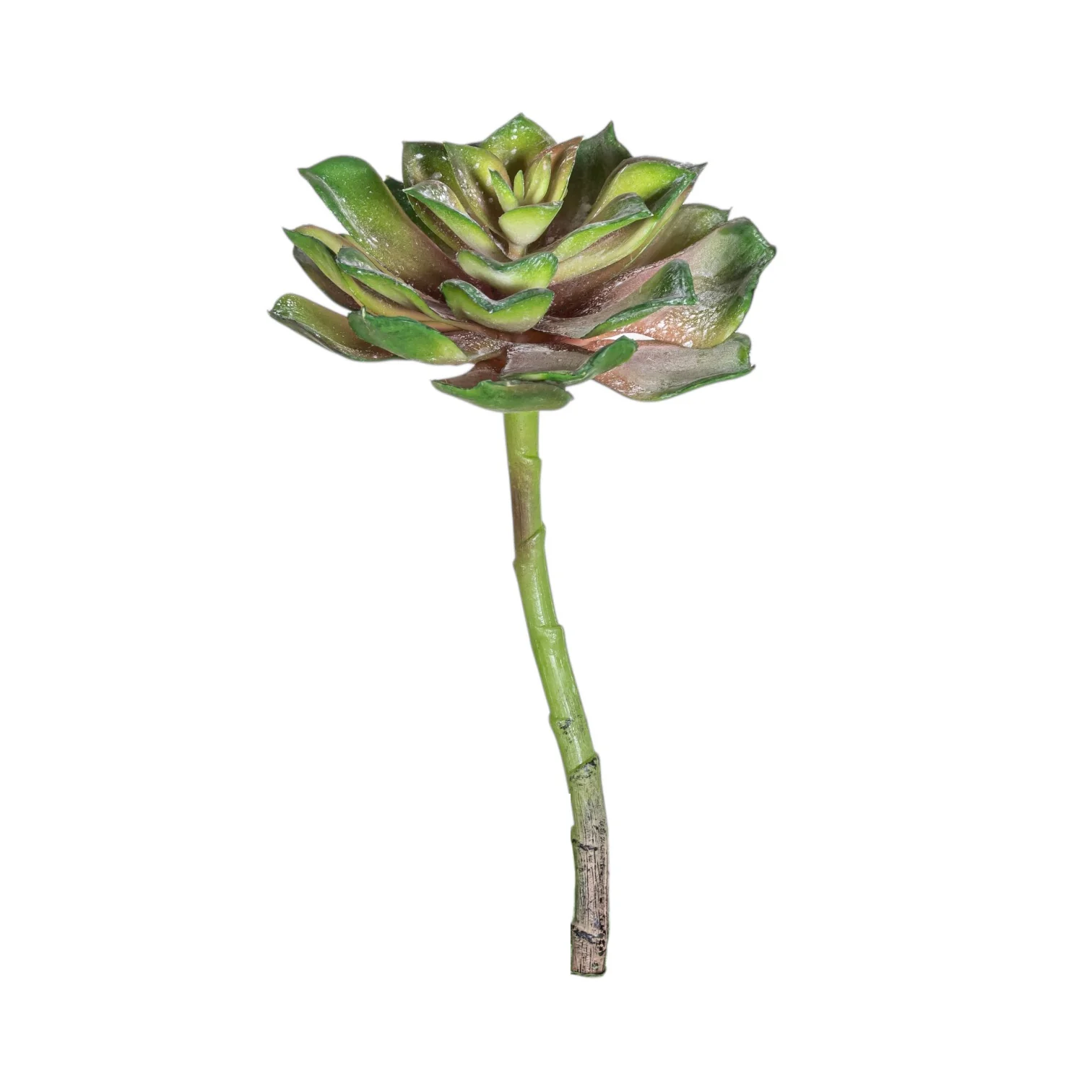 8" Aeonium Succulent Stem - UV Treated SF1130UV