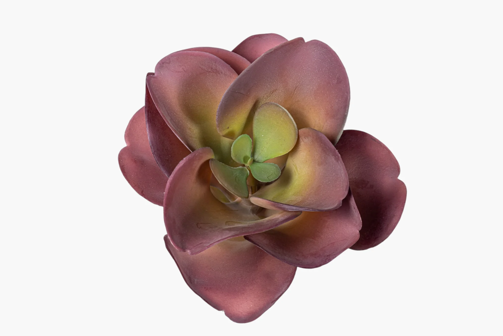 8" Succulent Stem SF1136 - Image 2