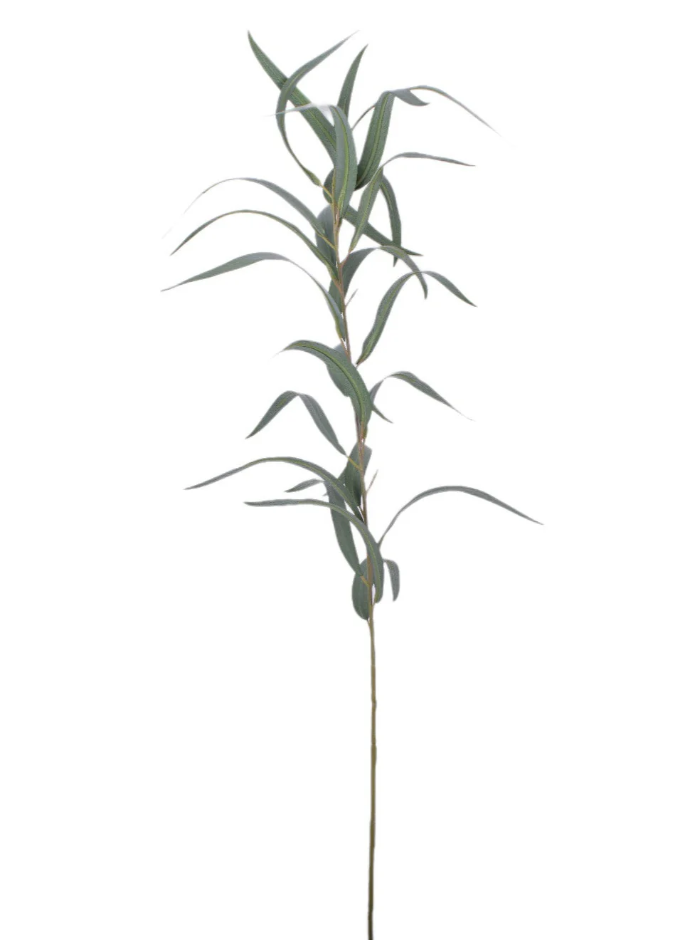 36" Long Leaf Eucalyptus - UV Treated ST1163UV