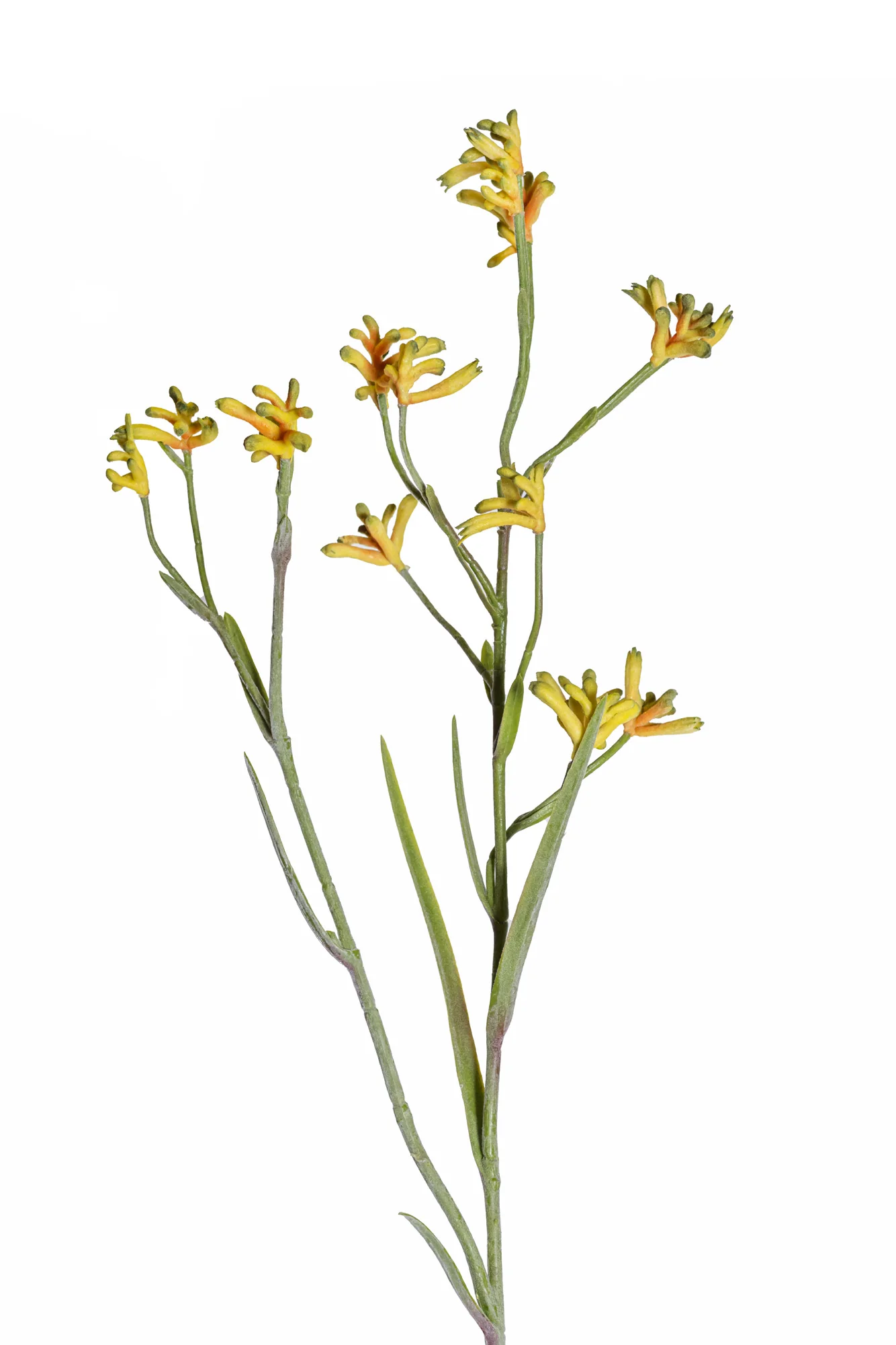 45" Yellow Kangaroo Paw Stem ST1192 - Image 2